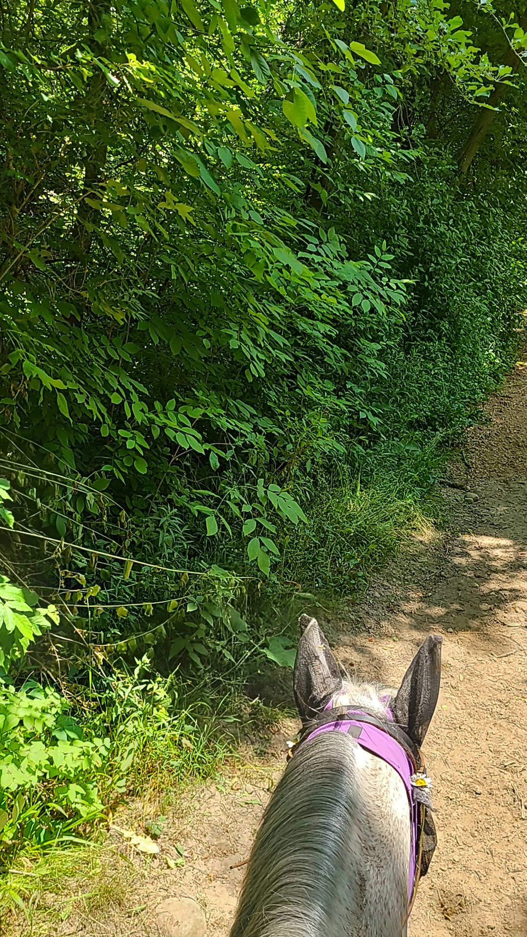 Ionia Equestrian Campground