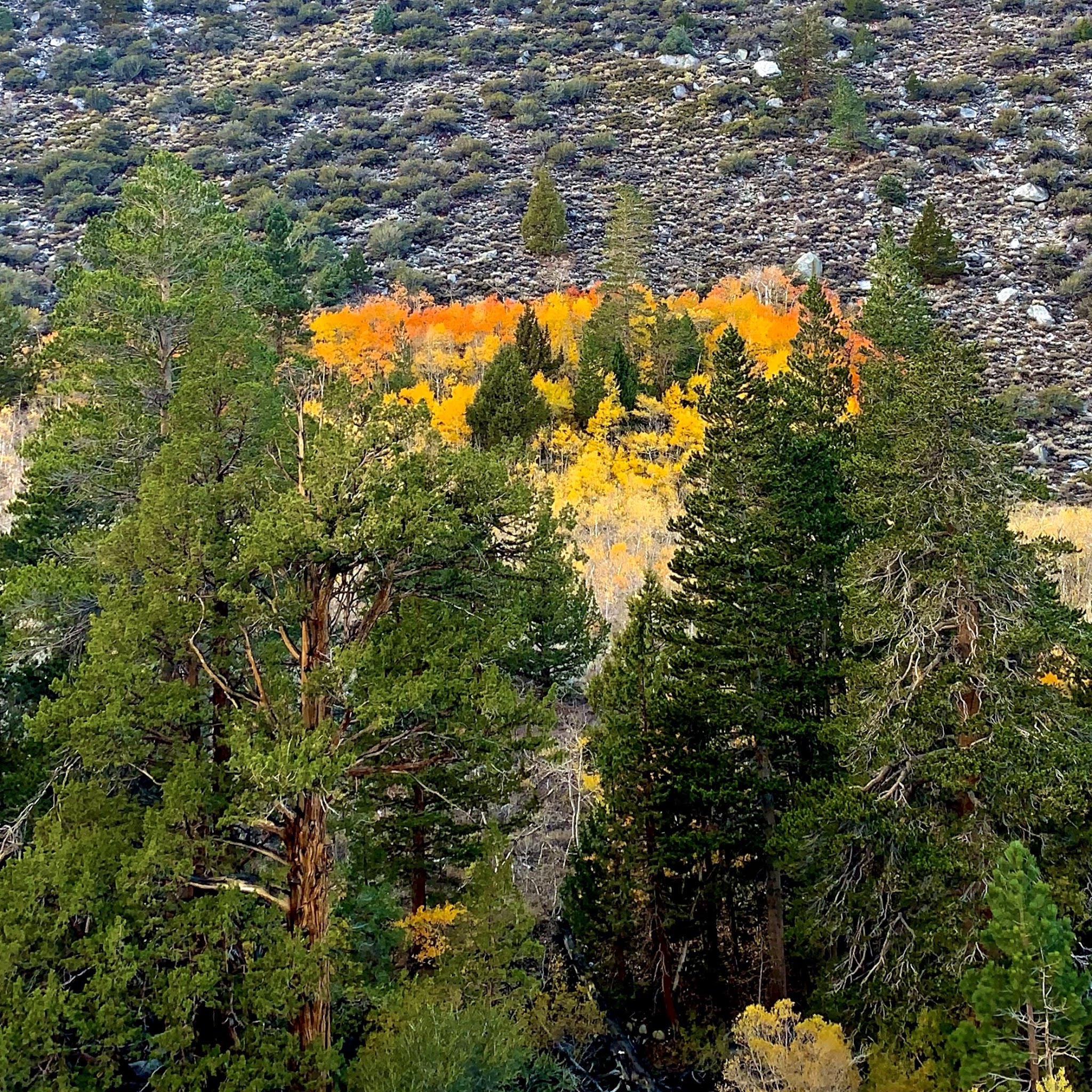 Iris Meadow Campground