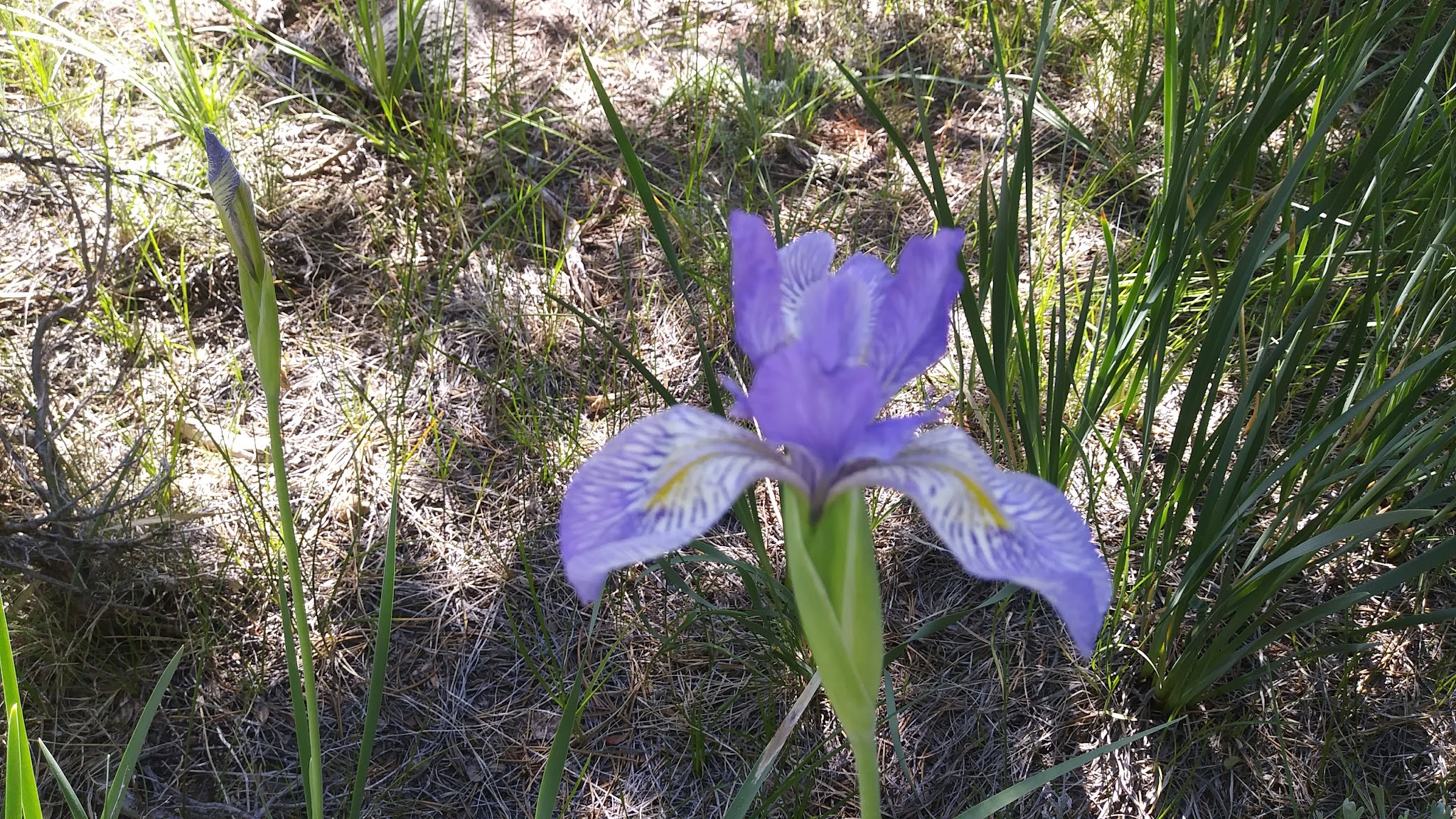 Iris Meadow Campground