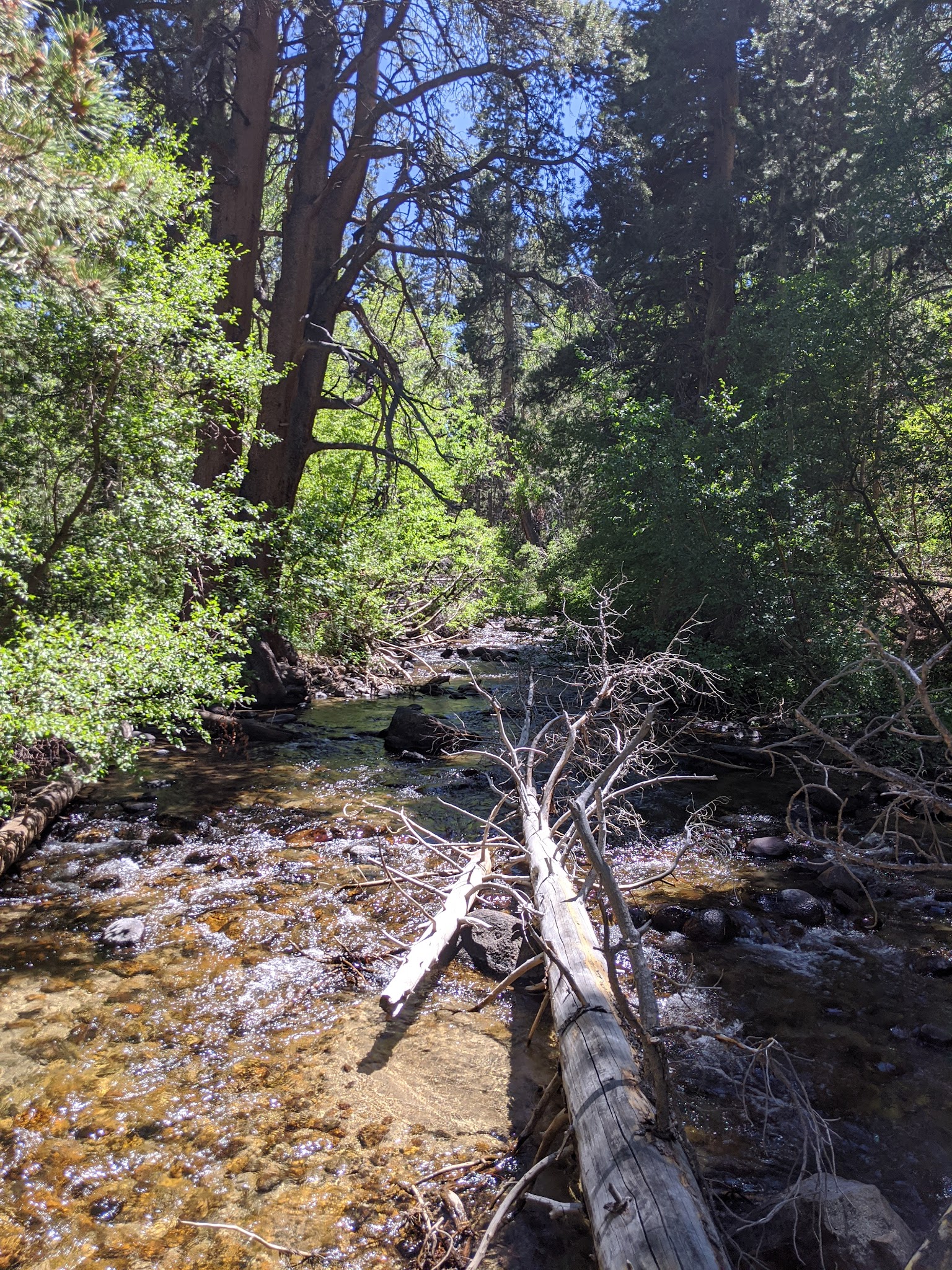 Iris Meadow Campground