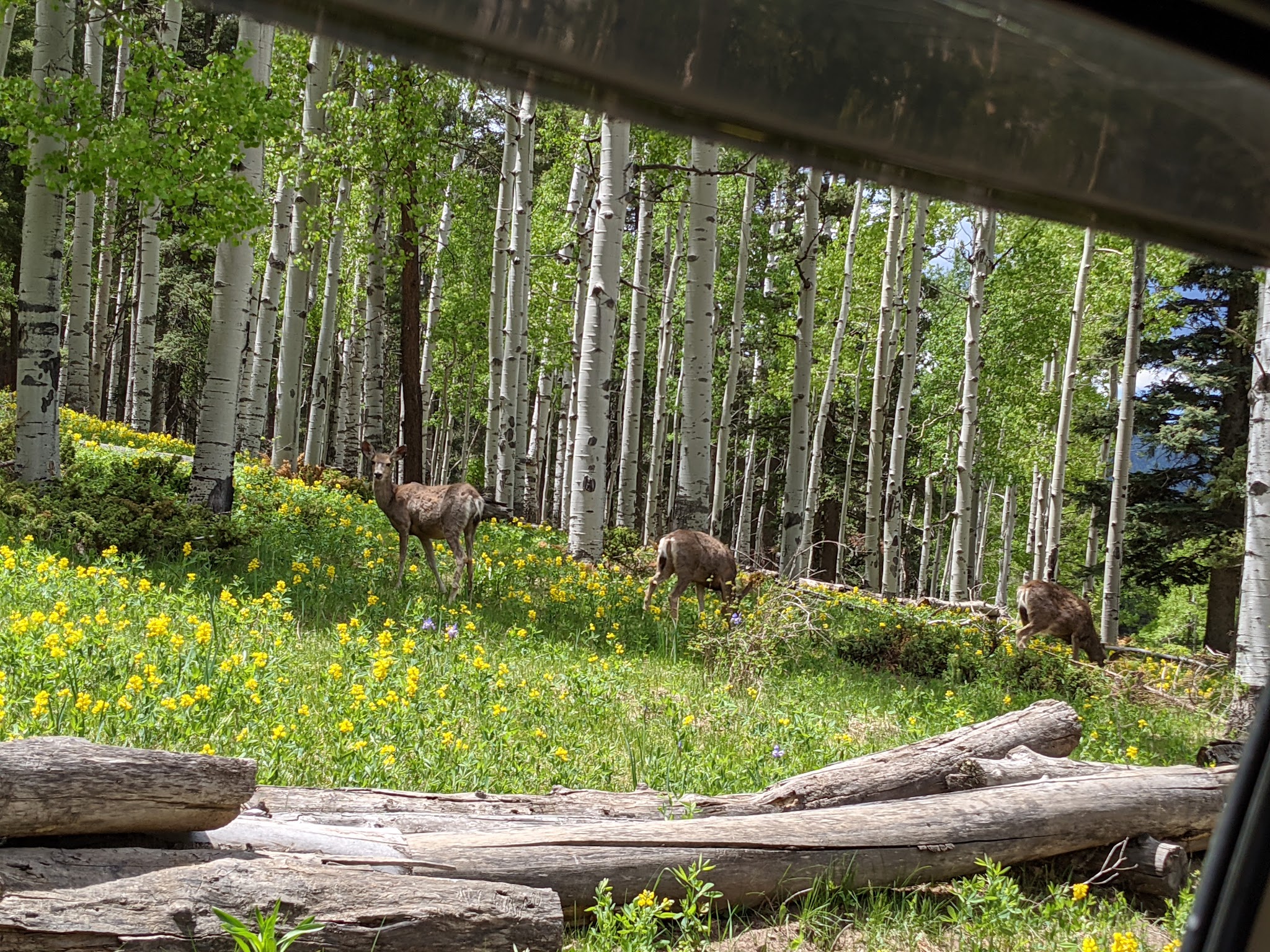 Iron Gate Campground