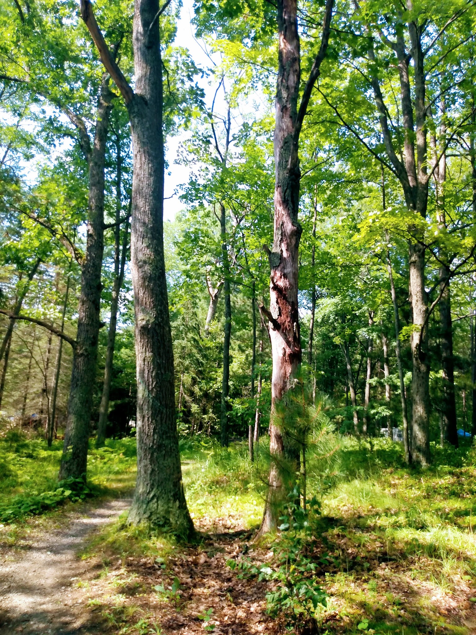 Island Lake Campground