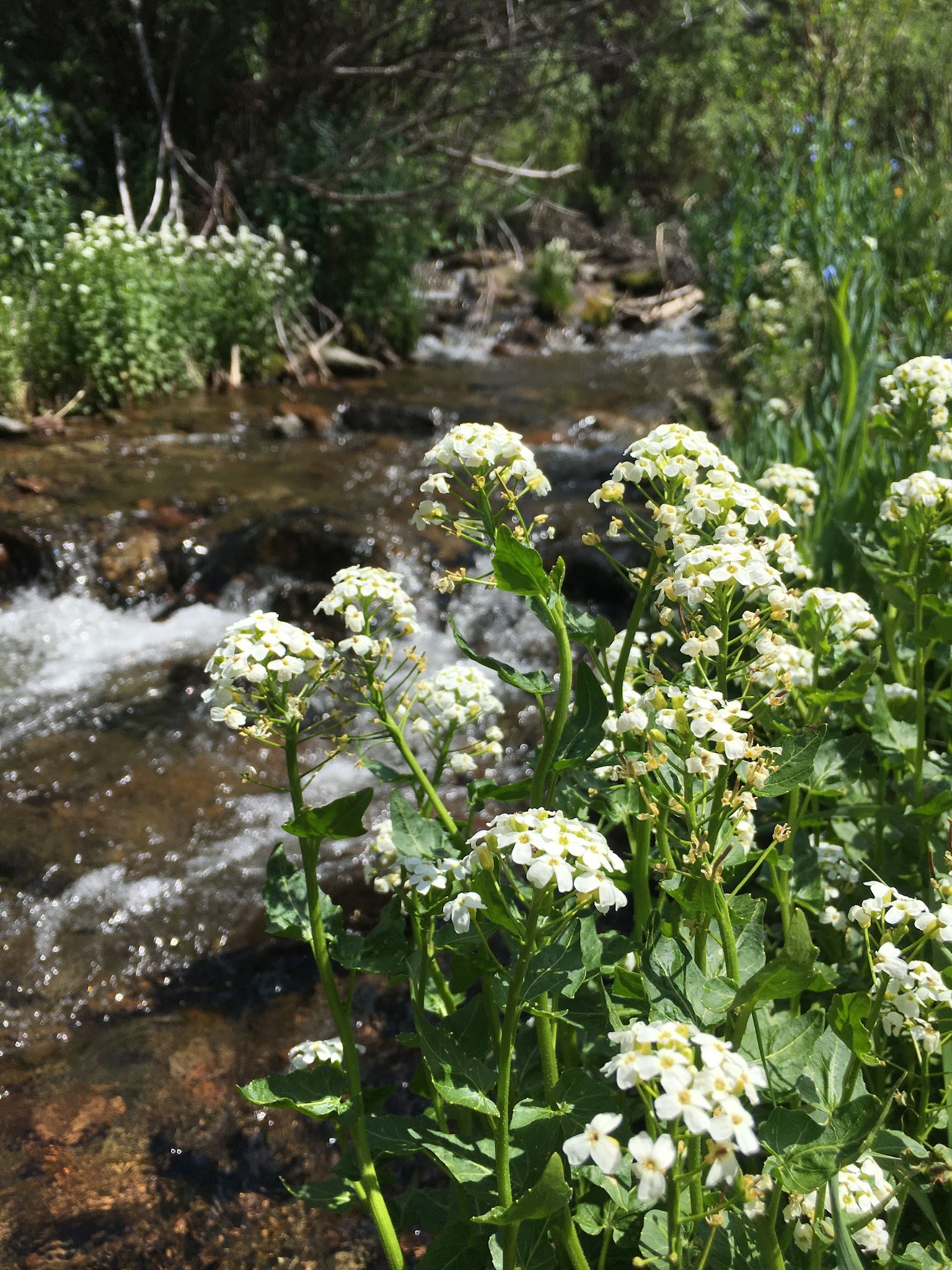 Ivy Creek Campground