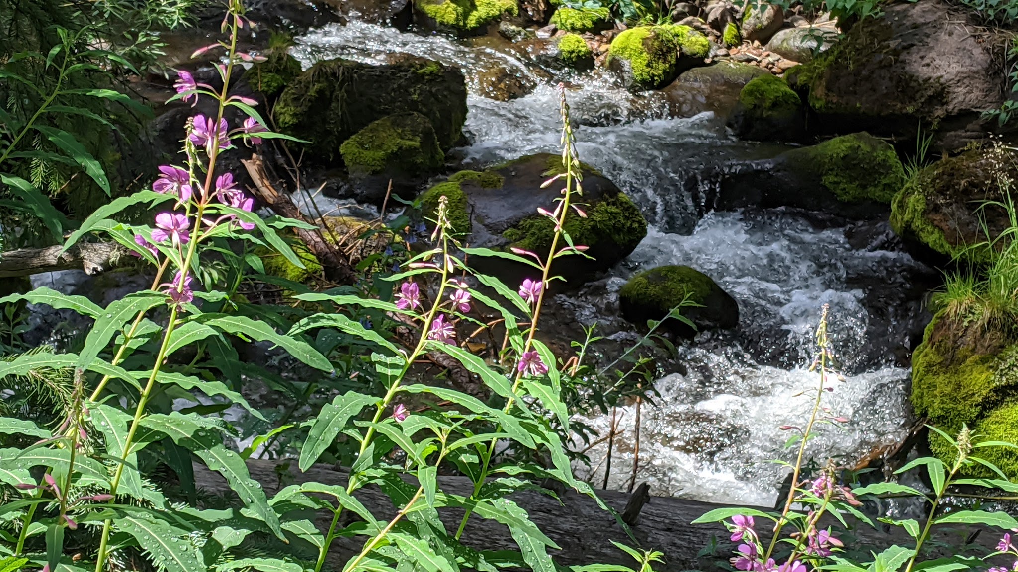 Ivy Creek Campground