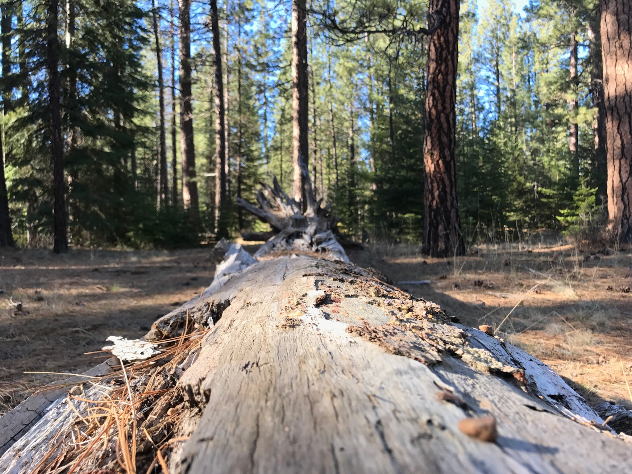 Jack Creek Campground