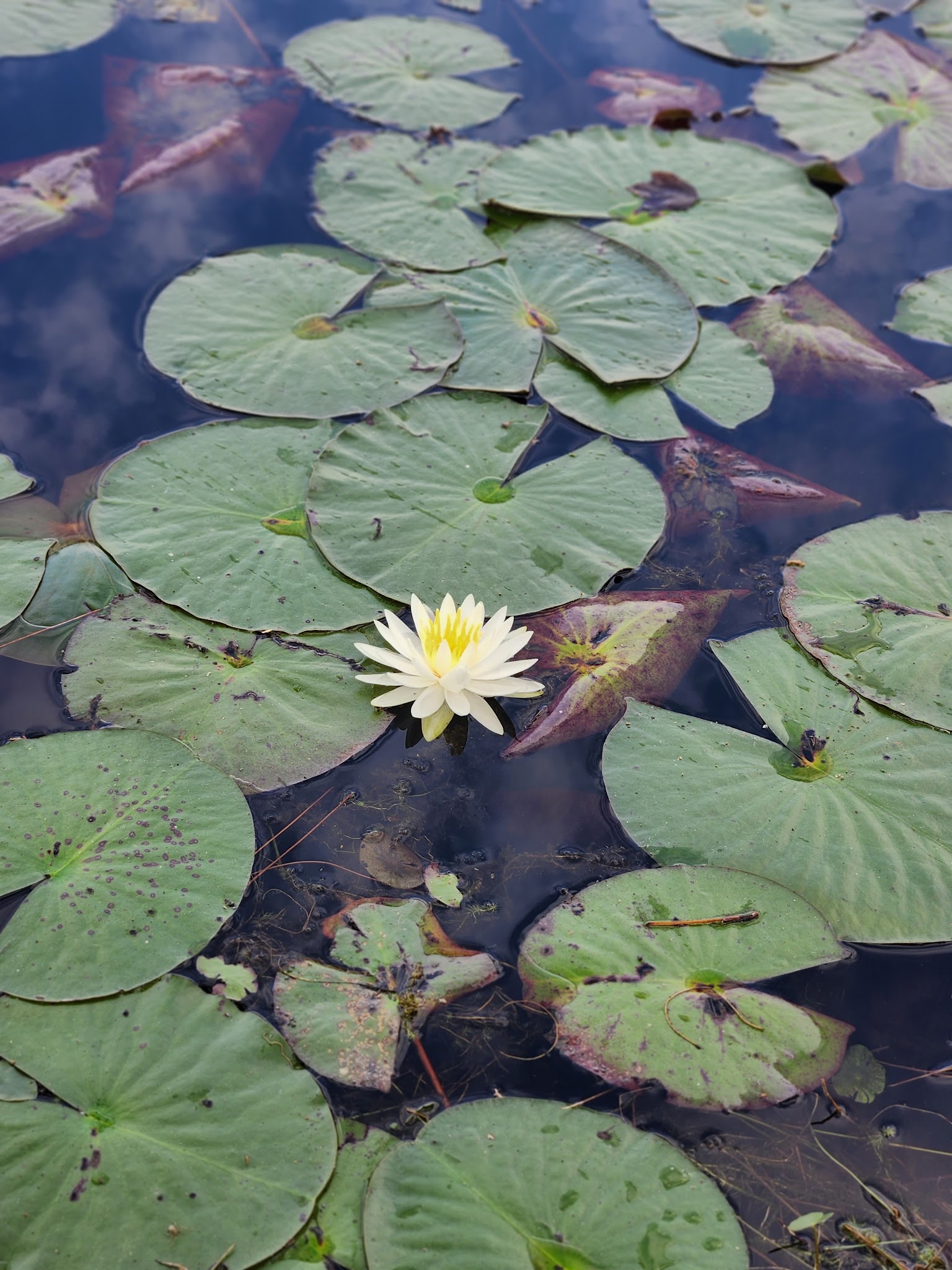 Jack Hill State Park