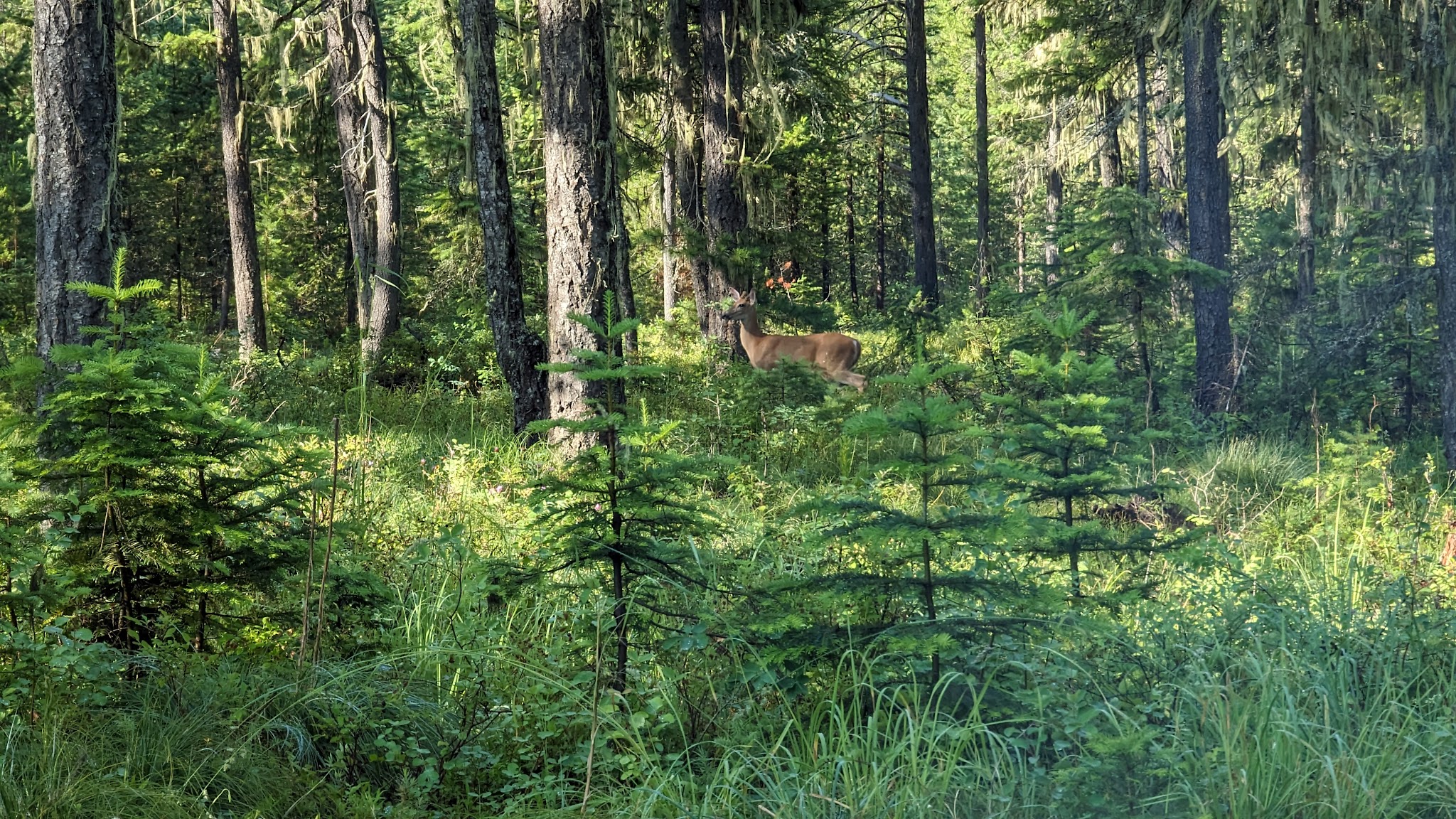 Jackpine Flats Campground