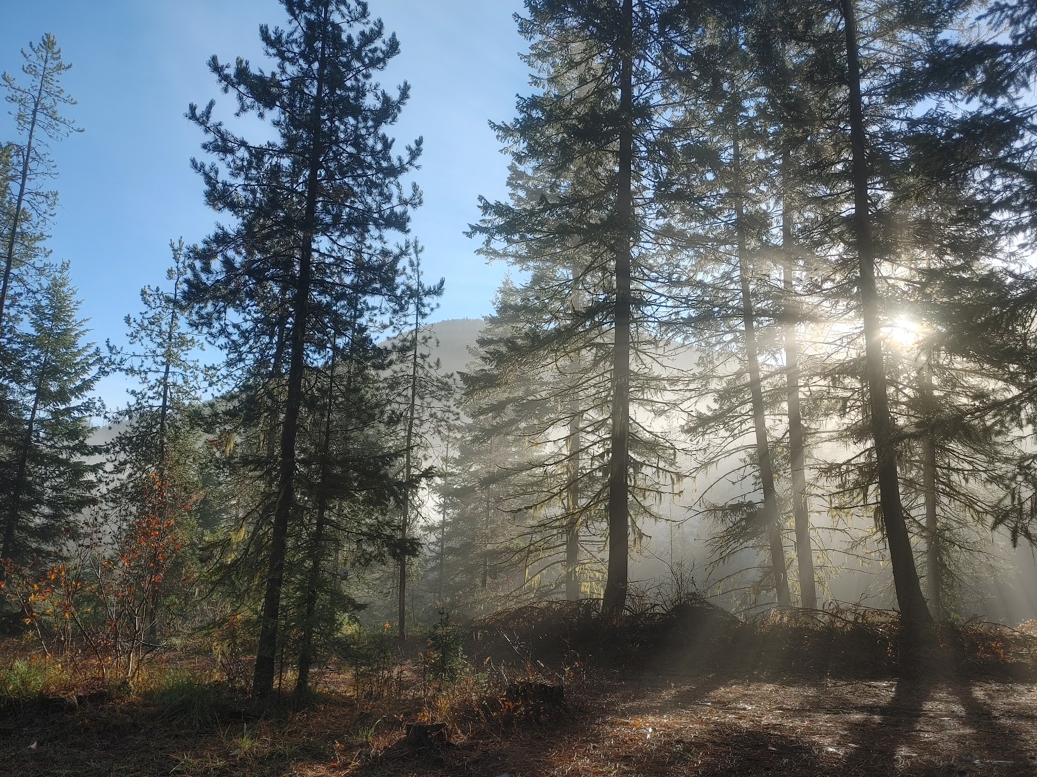 Jackpine Flats Campground