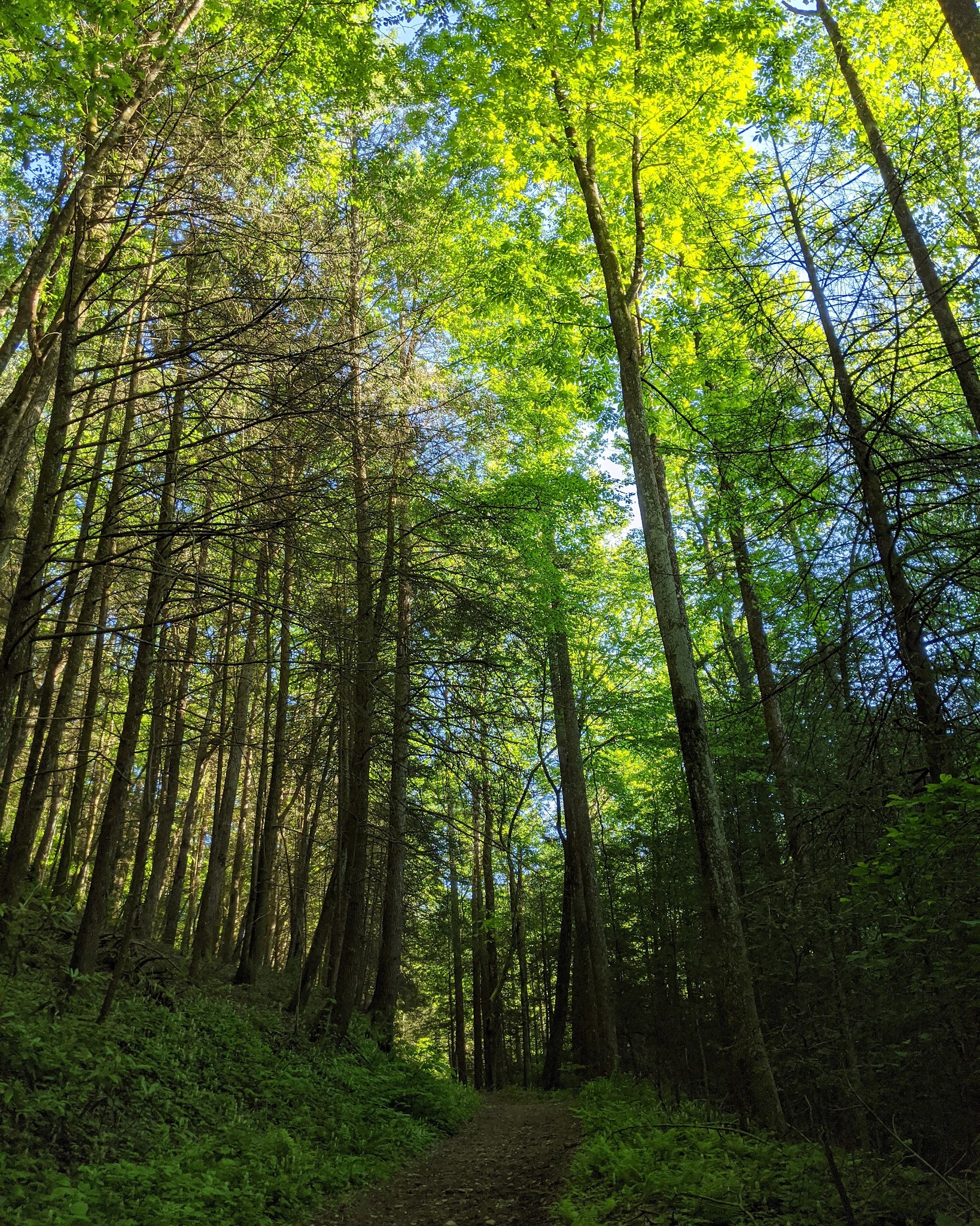 Jacks River Fields Campground