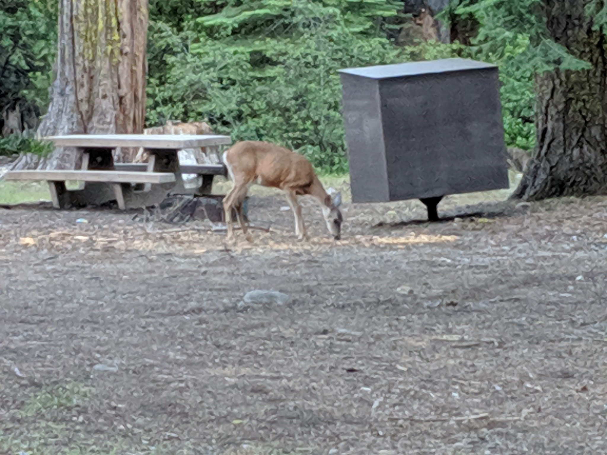 Jackson Creek Campground