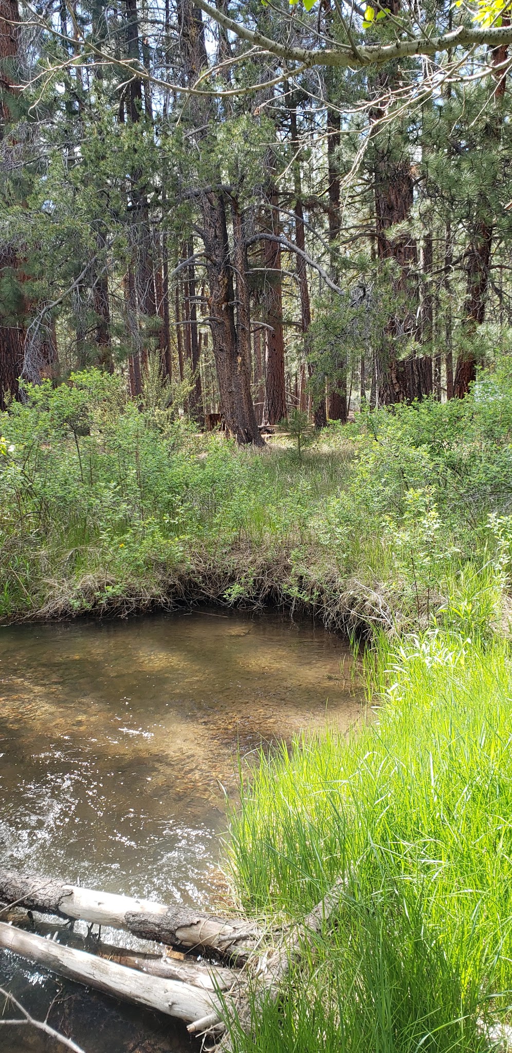 Jackson Creek Campground