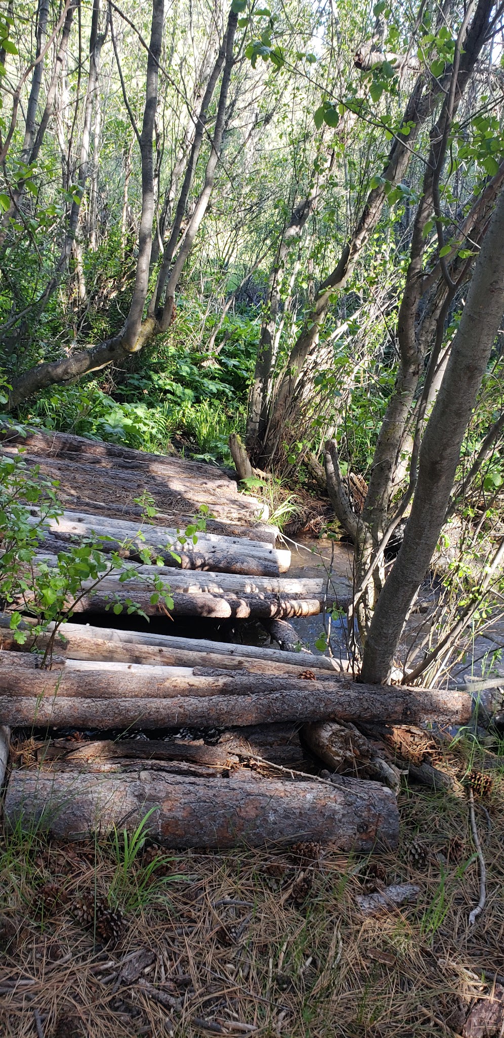 Jackson Creek Campground