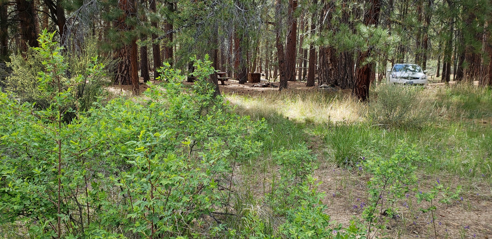 Jackson Creek Campground