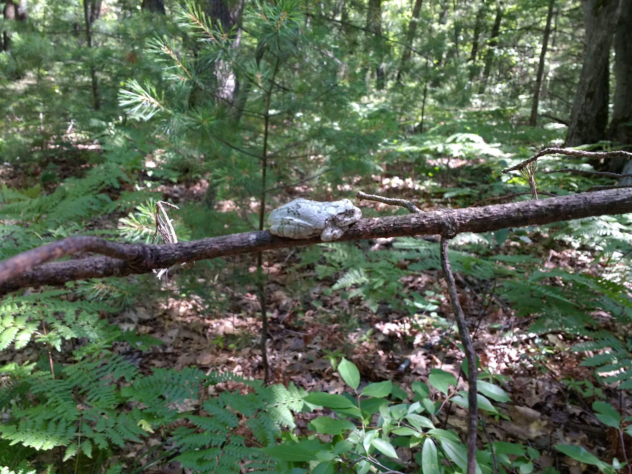 Jackson Lake State Forest Campground