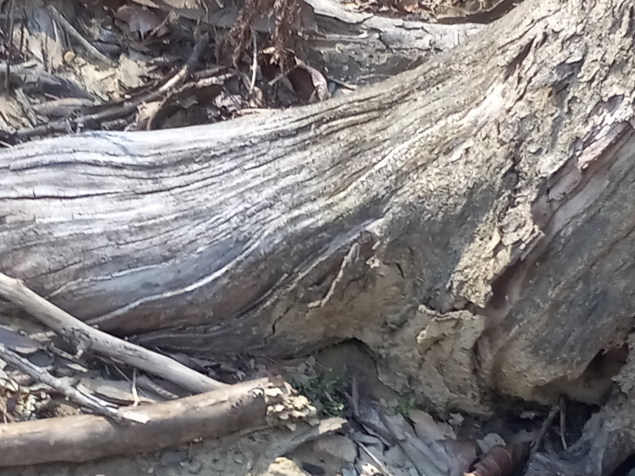 Jacobs Creek Campground (Tn)