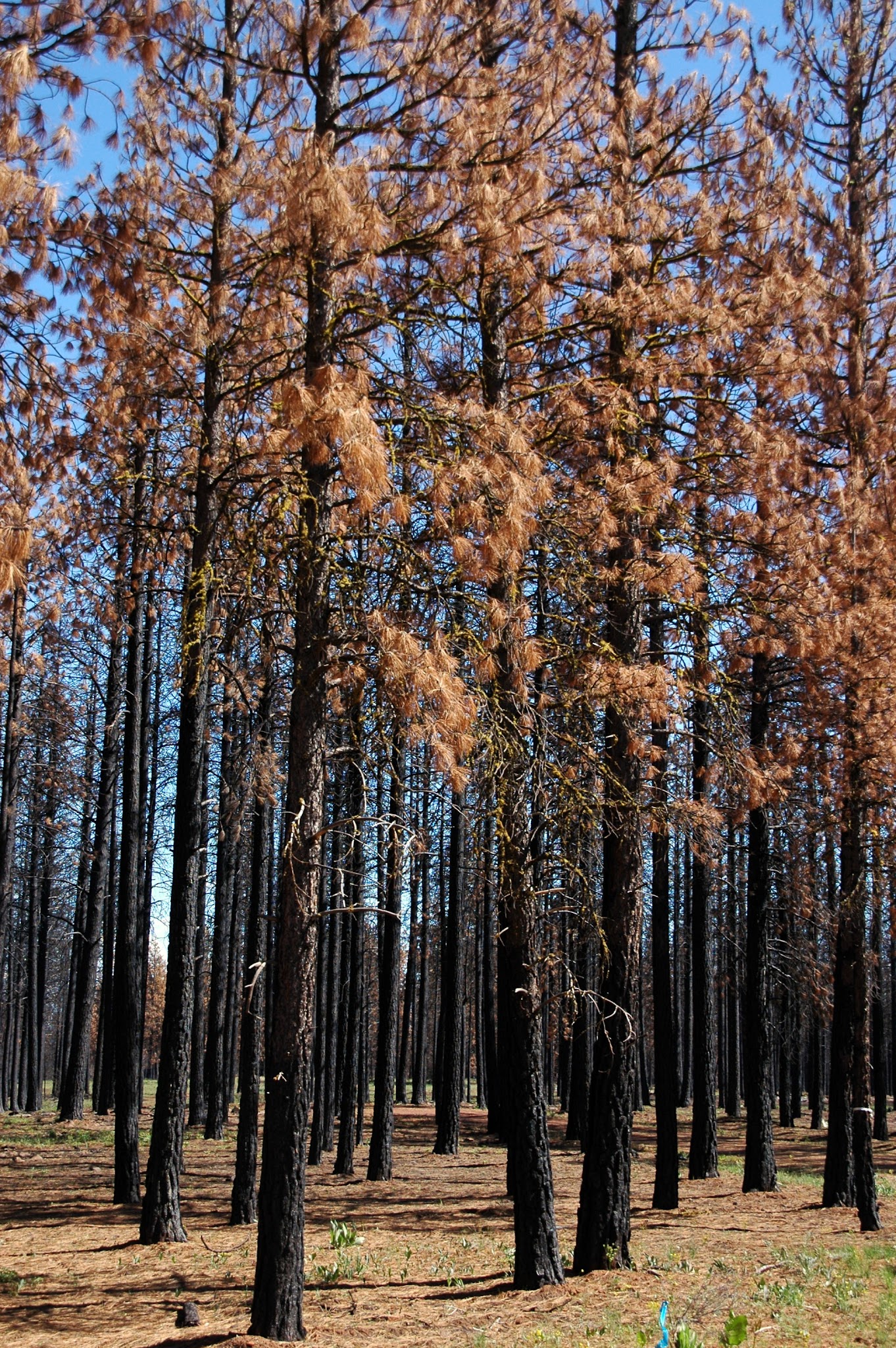 Jane'S Reservoir Campground