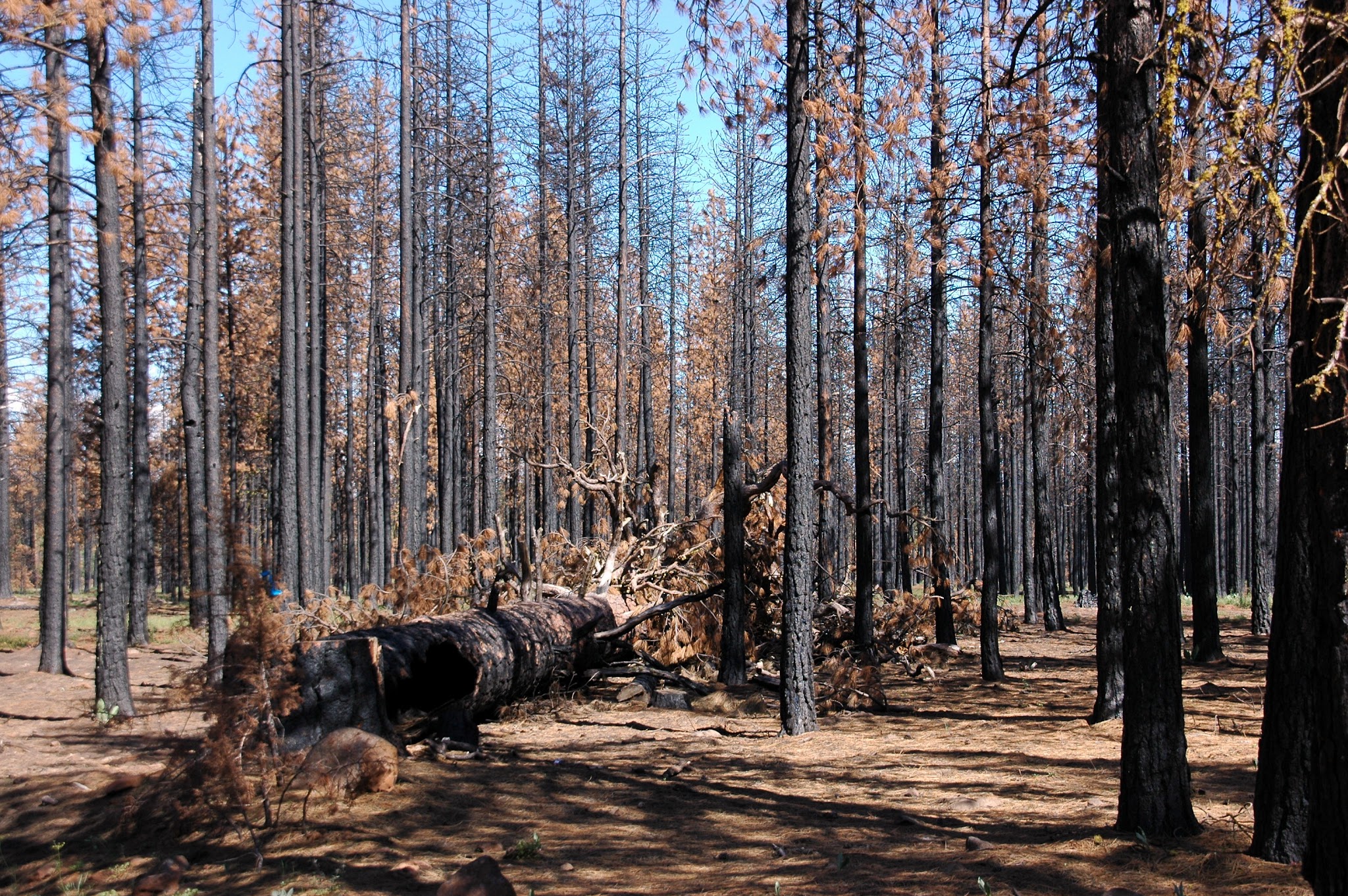 Jane'S Reservoir Campground