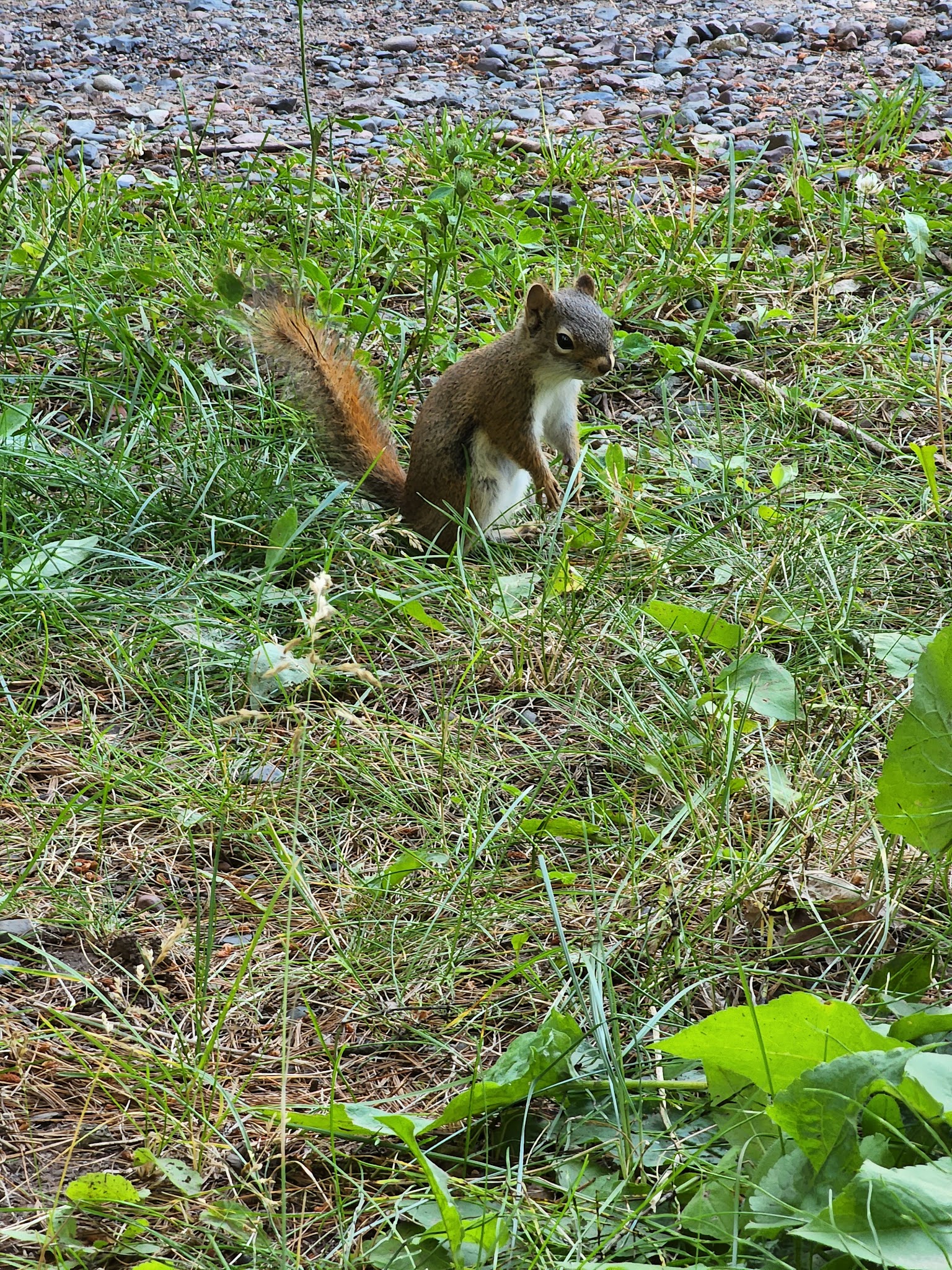 Jay Cooke Campground
