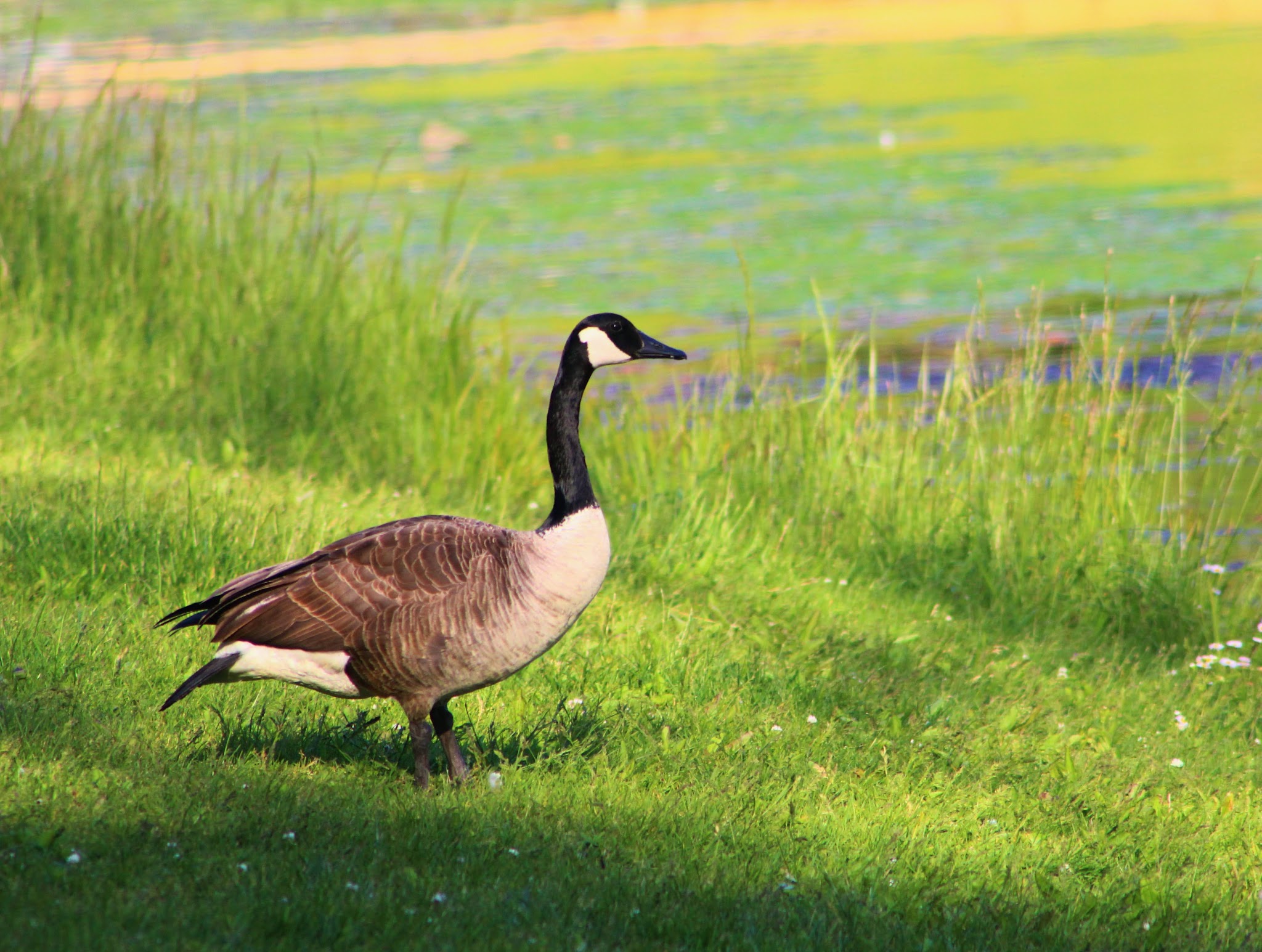 Jefferson Lake Campground