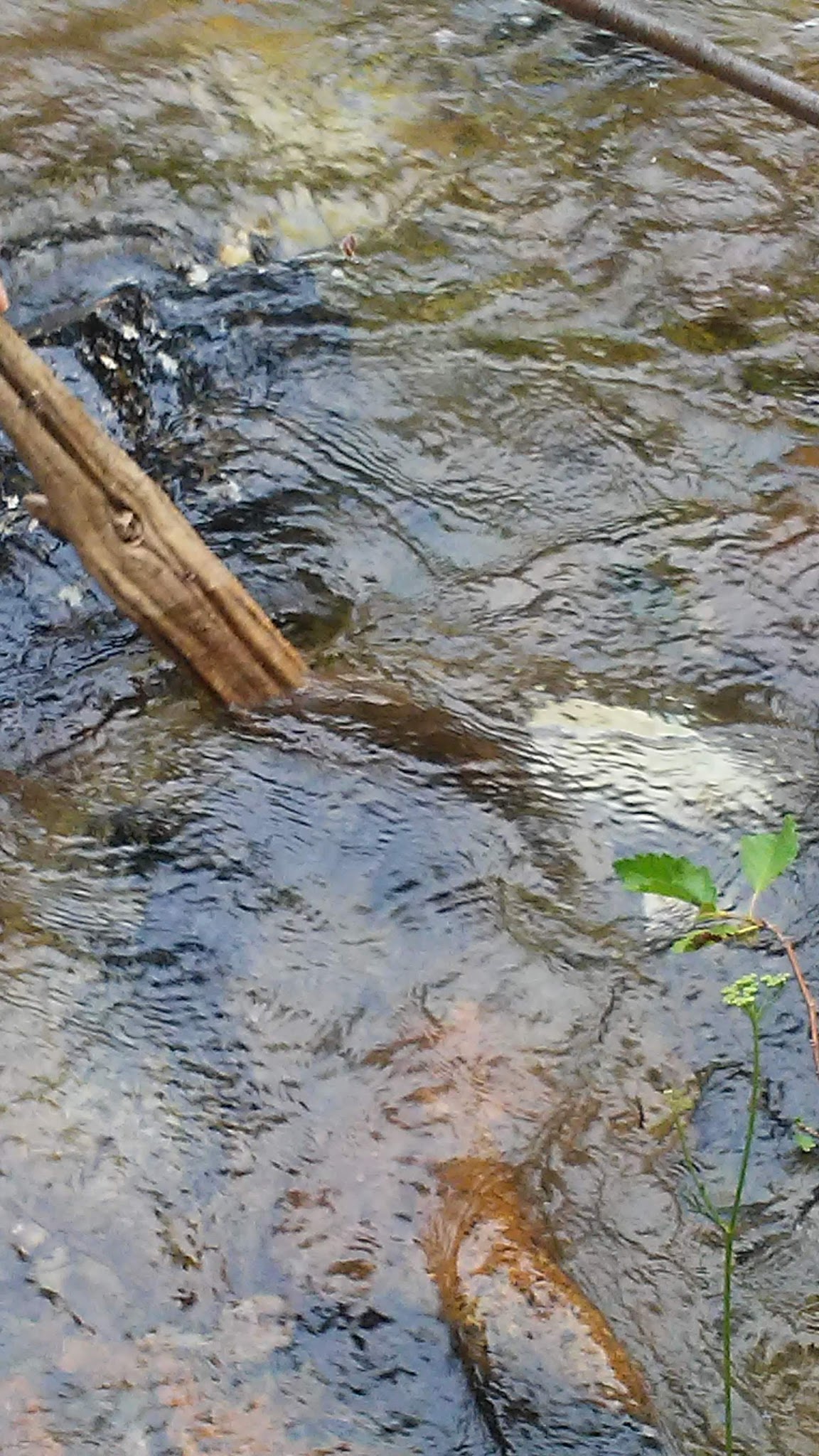 Jennings Camp Campground