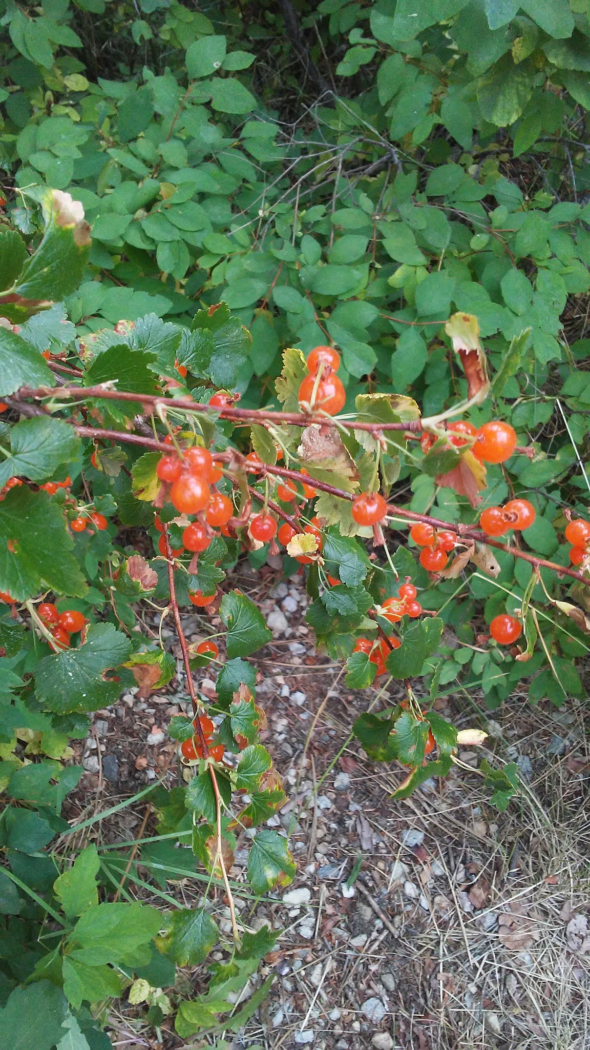 Jennings Camp Campground