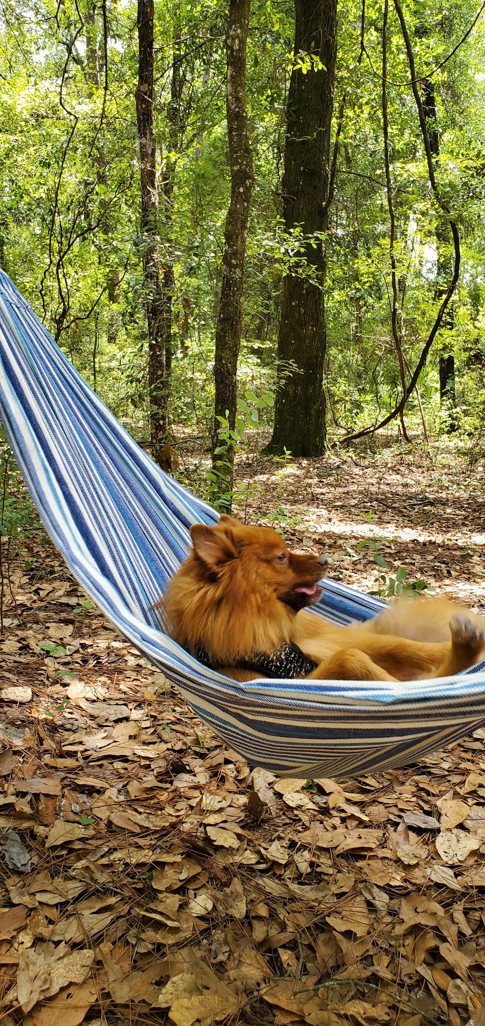 Hammock Campground Jennings State Forest