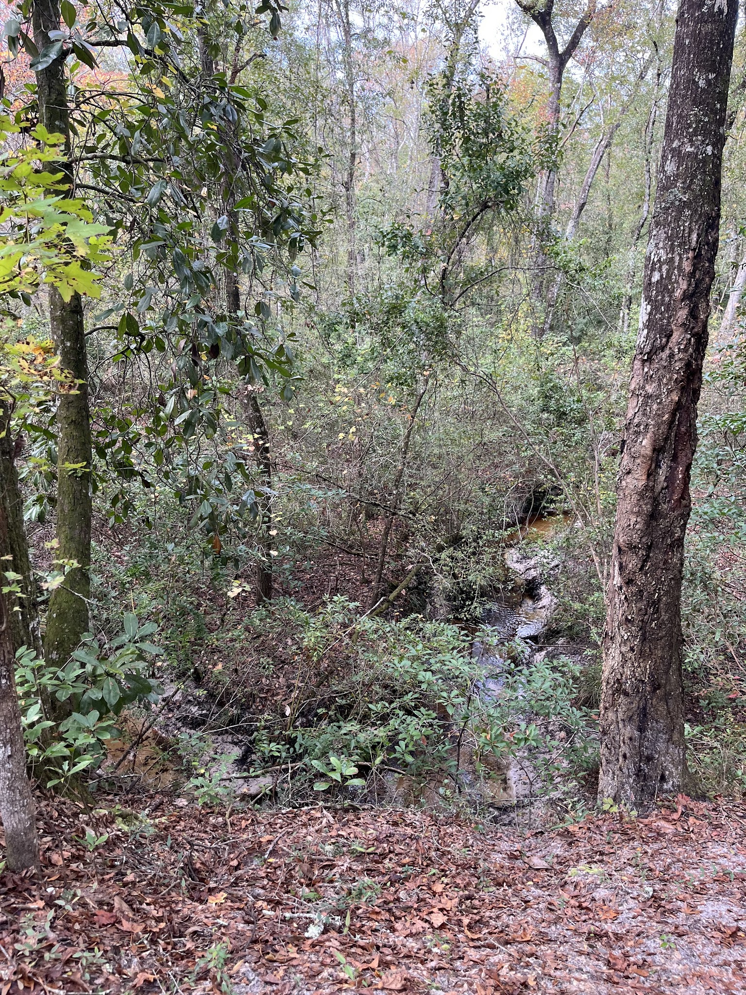 Hammock Campground Jennings State Forest