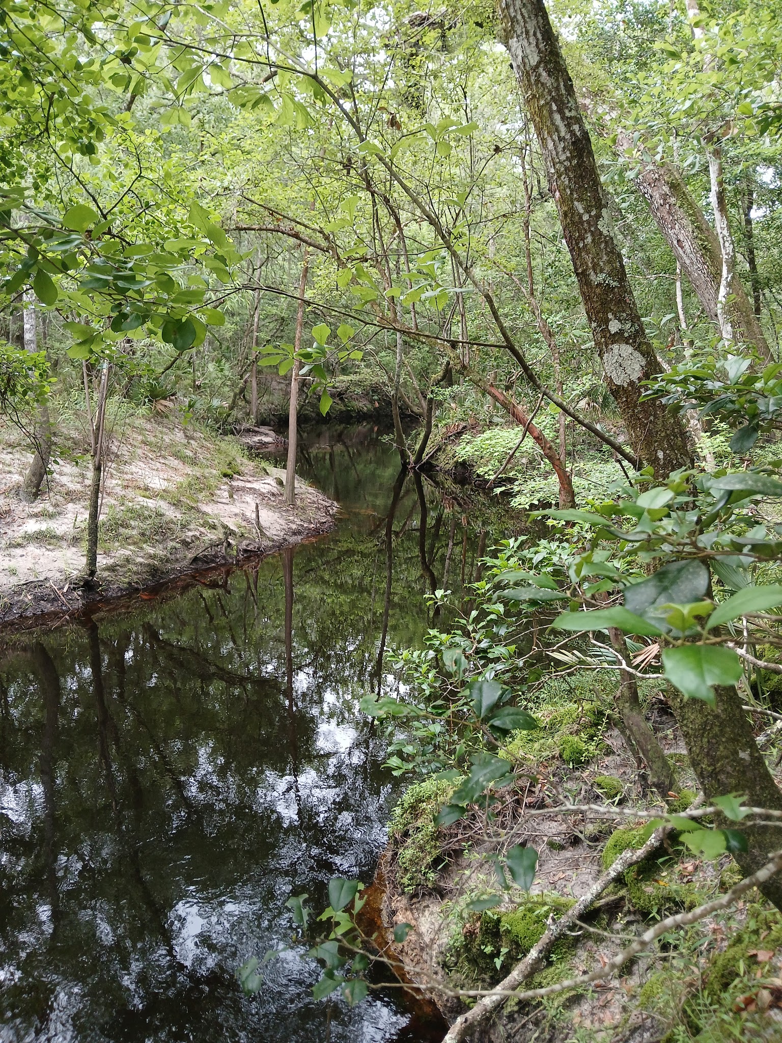 Hammock Campground Jennings State Forest