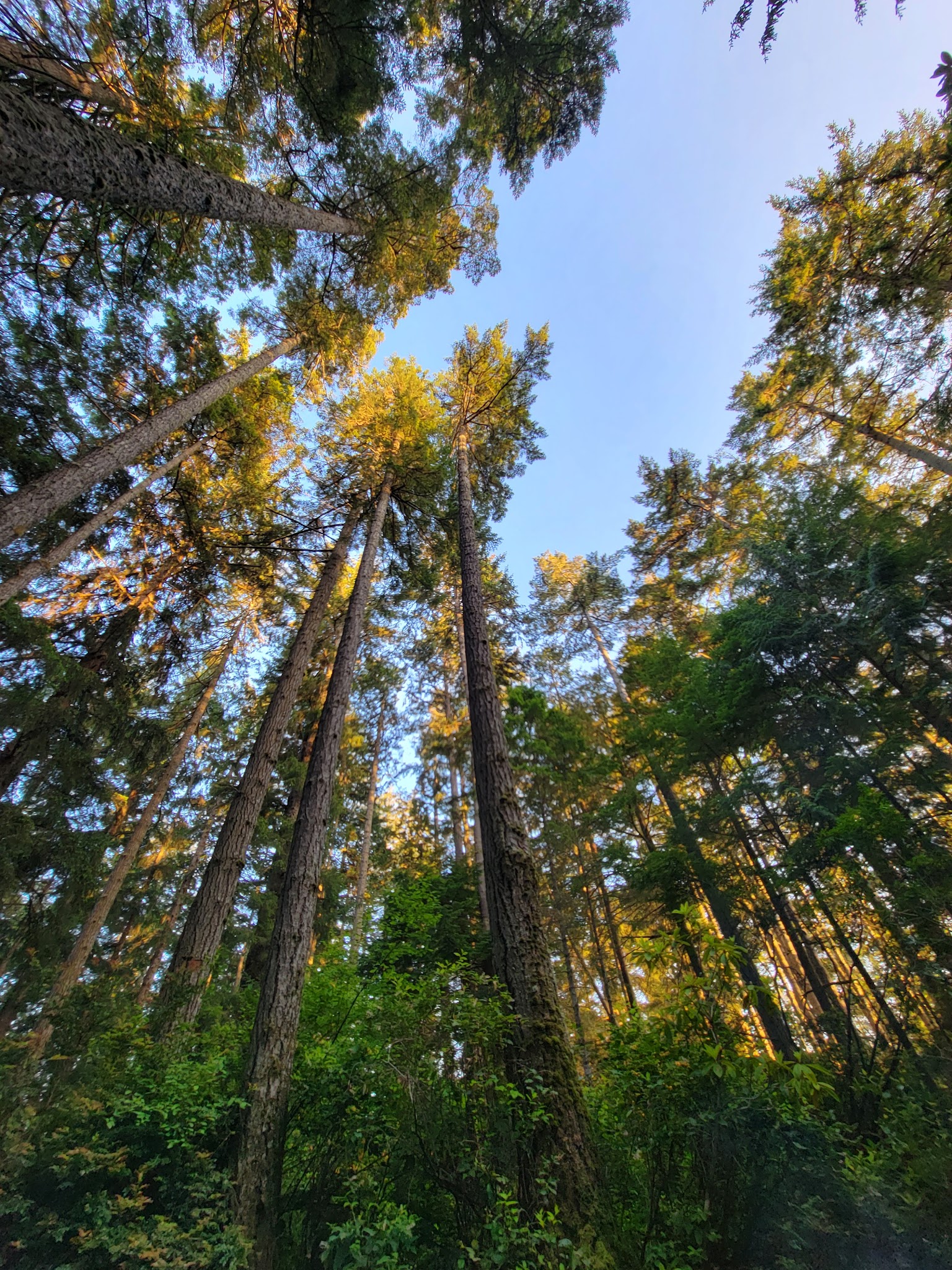 Jessie M. Honeyman Memorial State Park