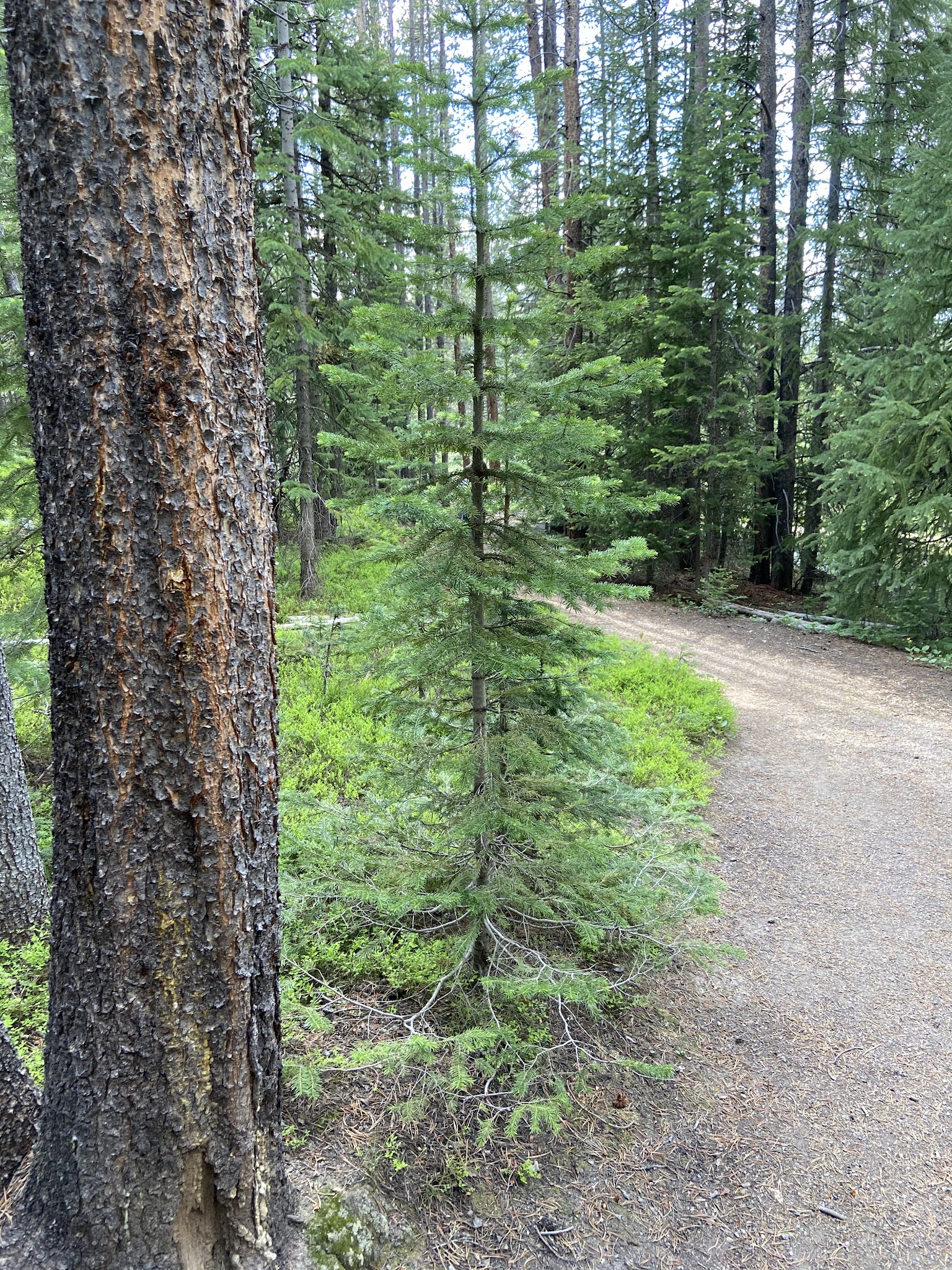 Jim Creek Campground