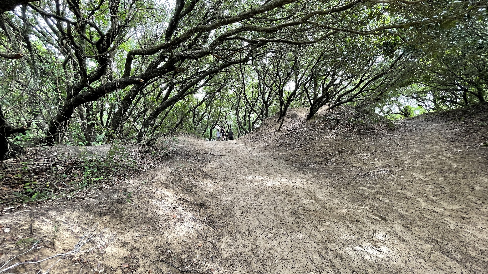 Jockeys Ridge State Park