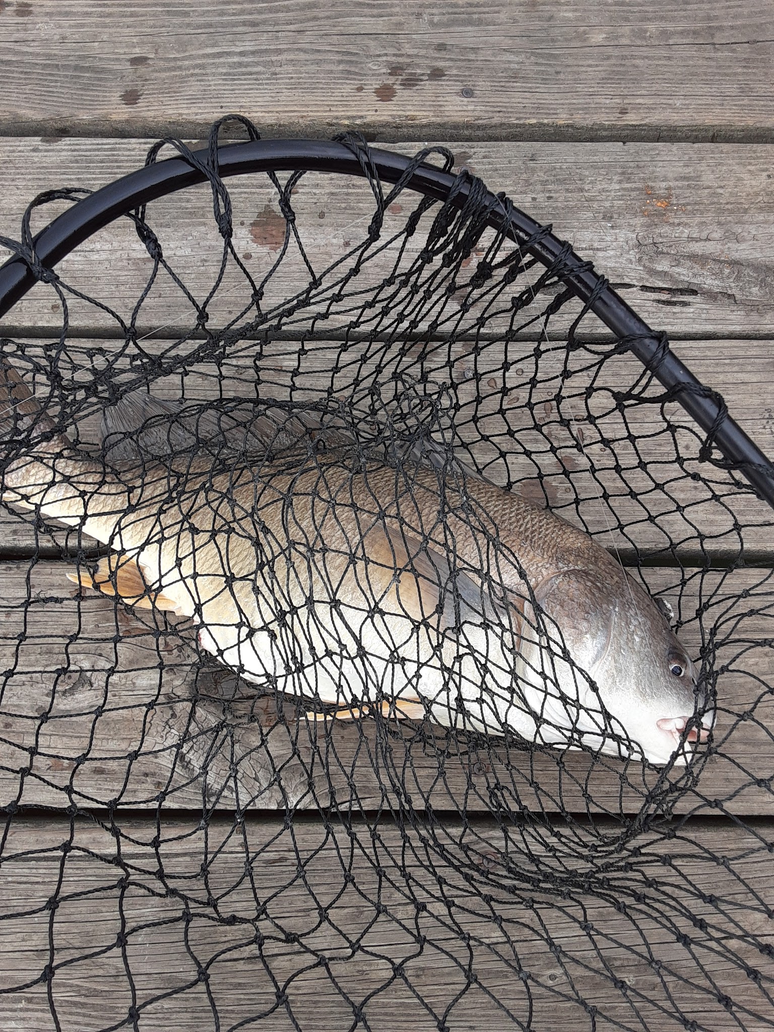 Joseph Davis State Park