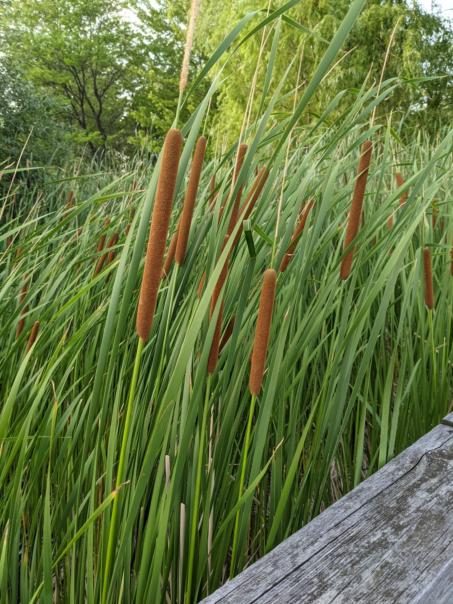 Joseph Davis State Park