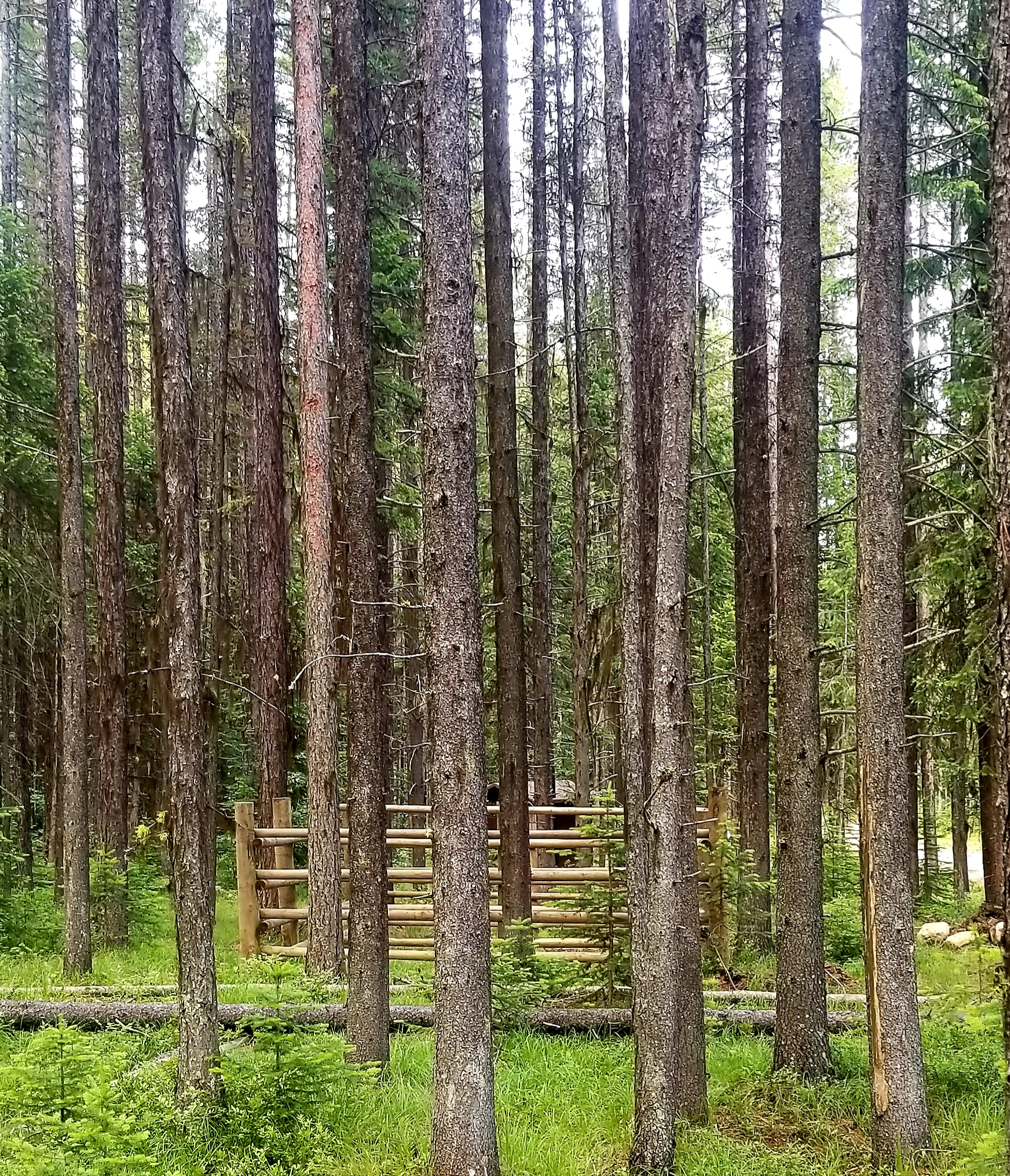 Jungle Hill Horse Campground