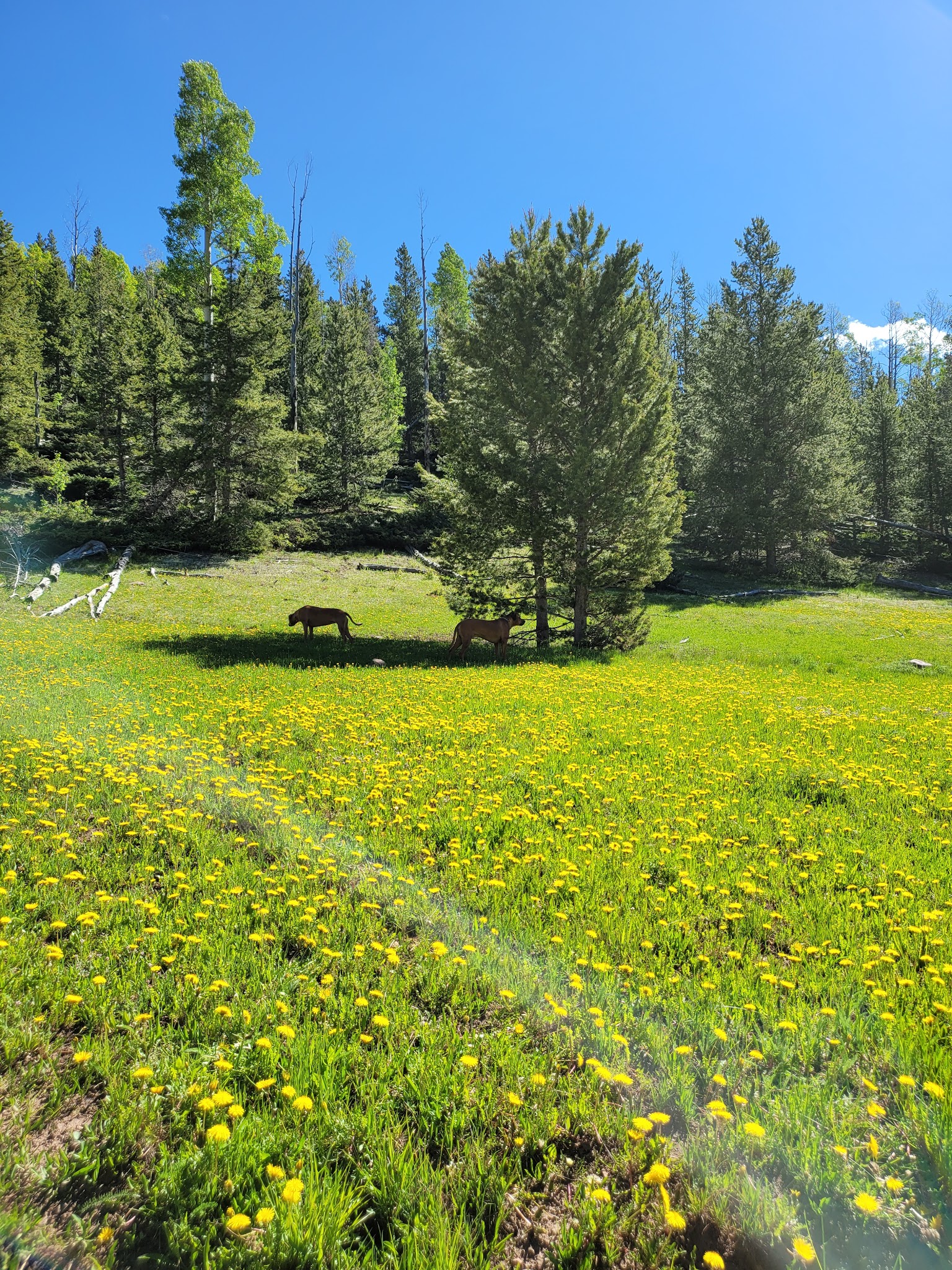 Kaler Hollow Campground