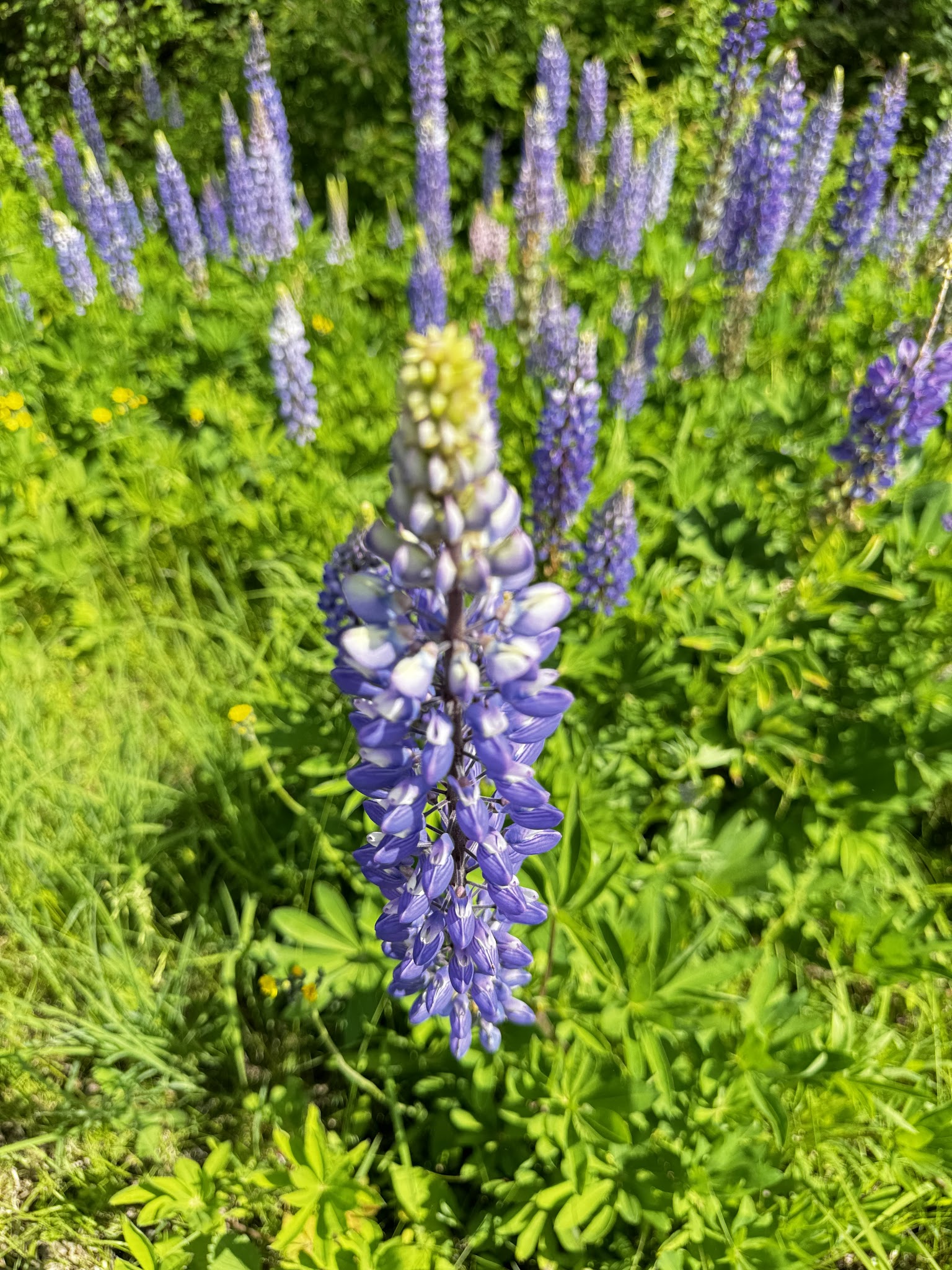 Kawishiwi Lake Rustic Campground