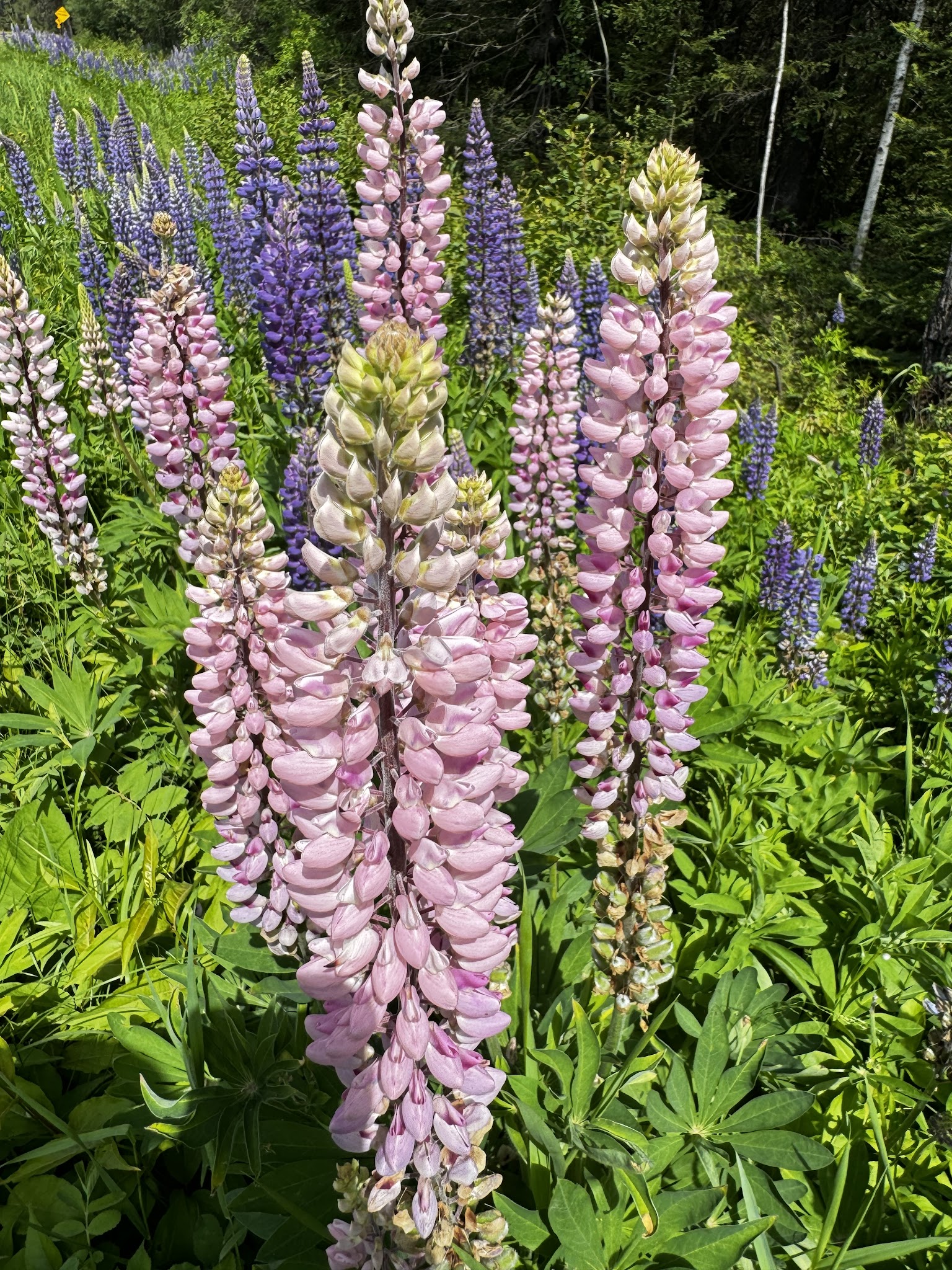 Kawishiwi Lake Rustic Campground