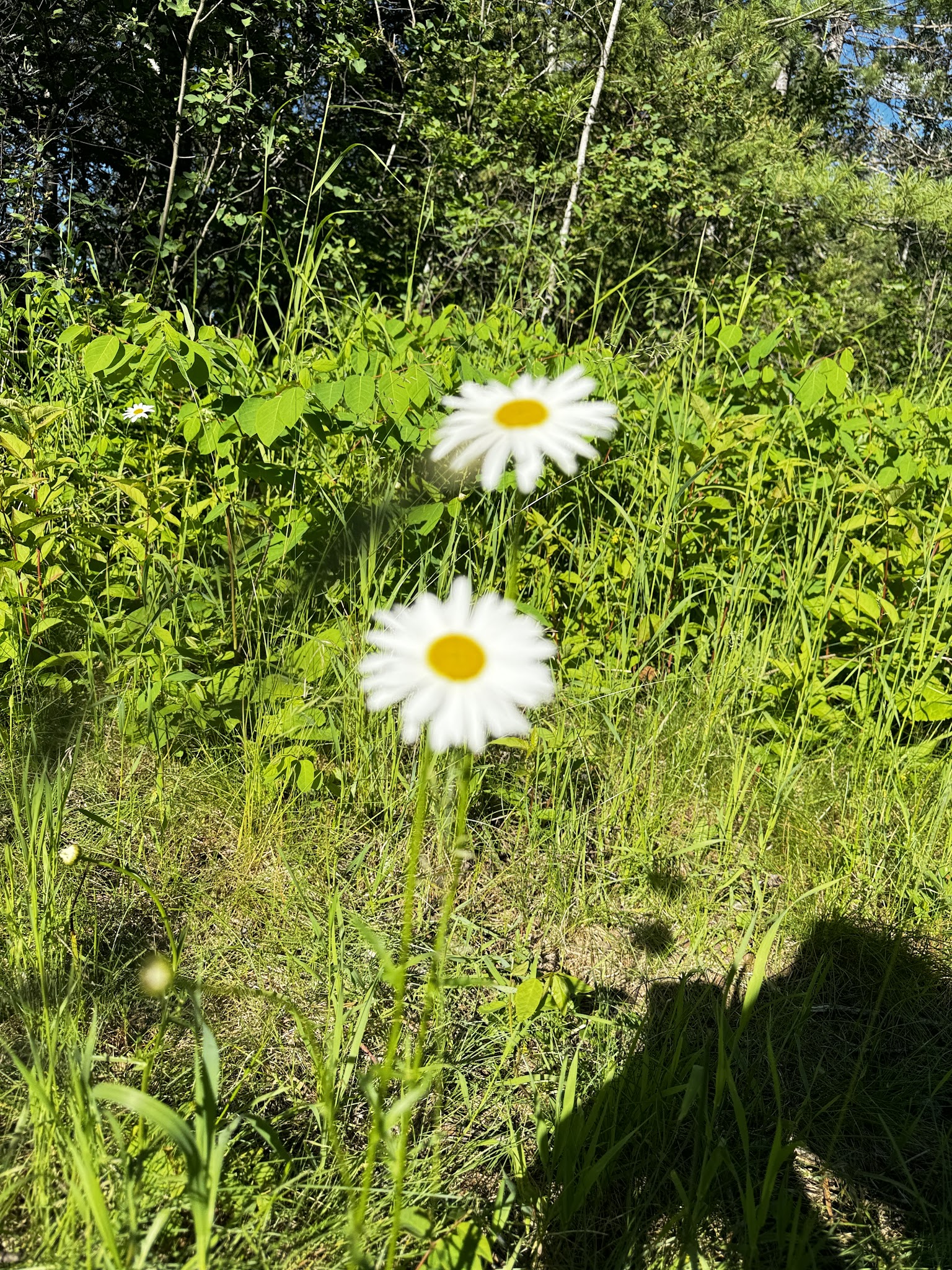 Kawishiwi Lake Rustic Campground