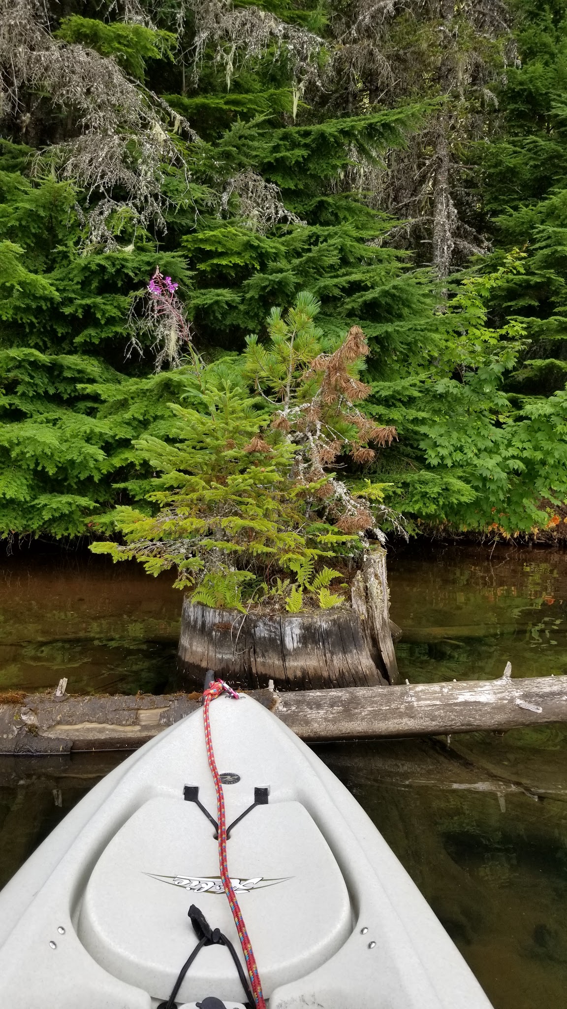 Timothy Lake - Meditation Point Campground