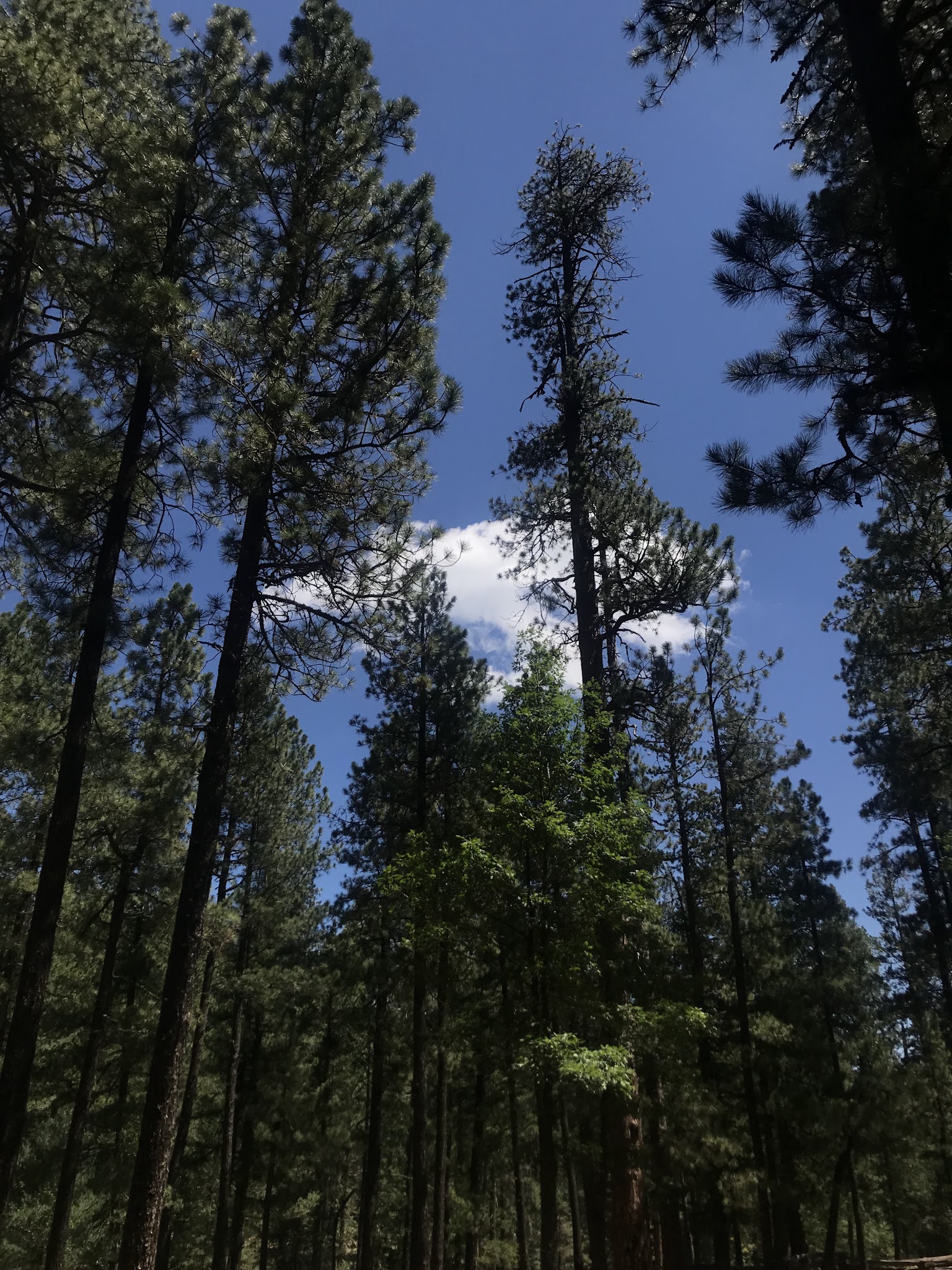 Kehl Springs Campground