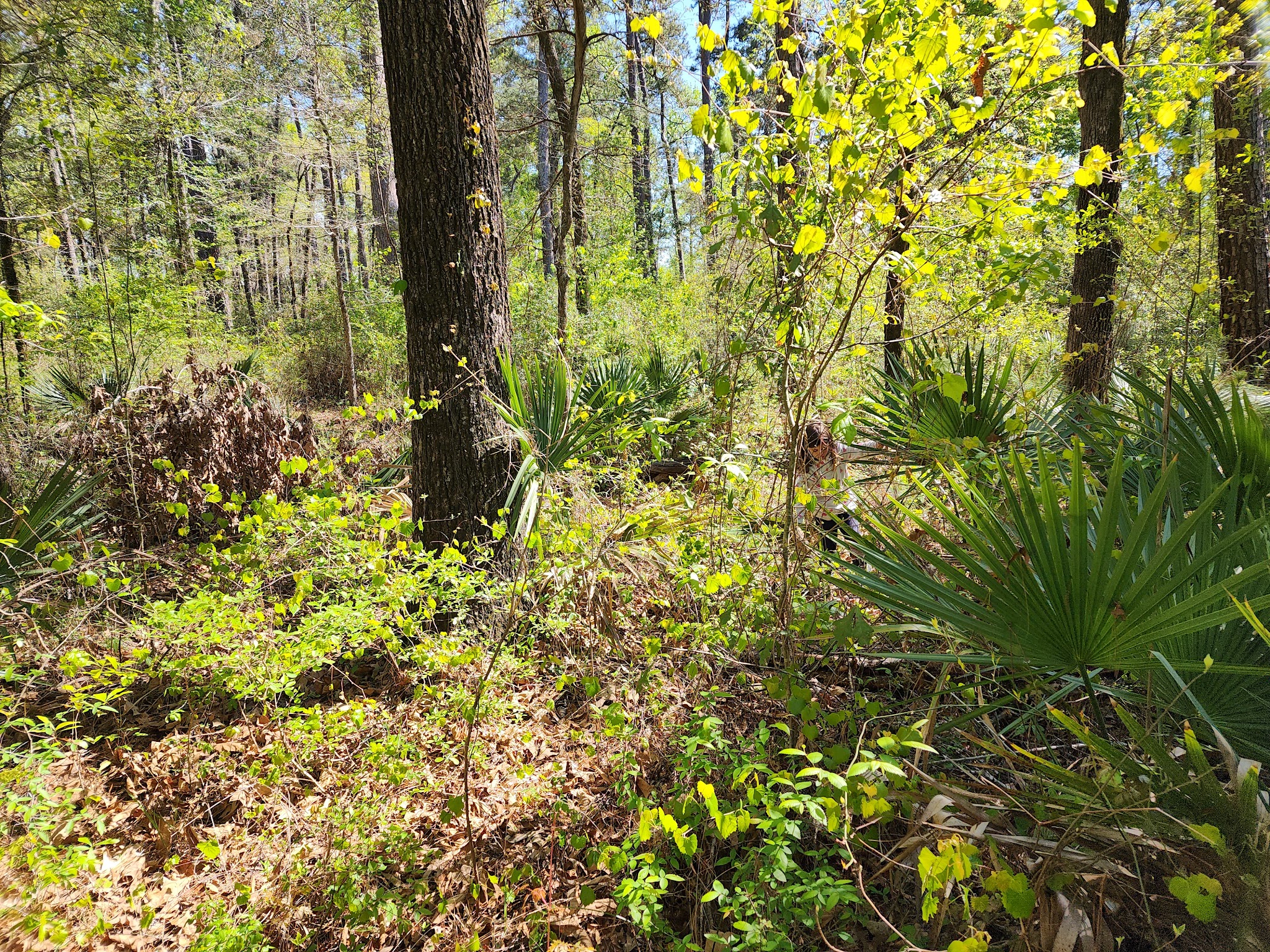 Kelly'S Pond Campground: (936) 344-6205