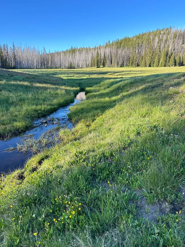 Ken Wilcox Campground At Haney Meadows