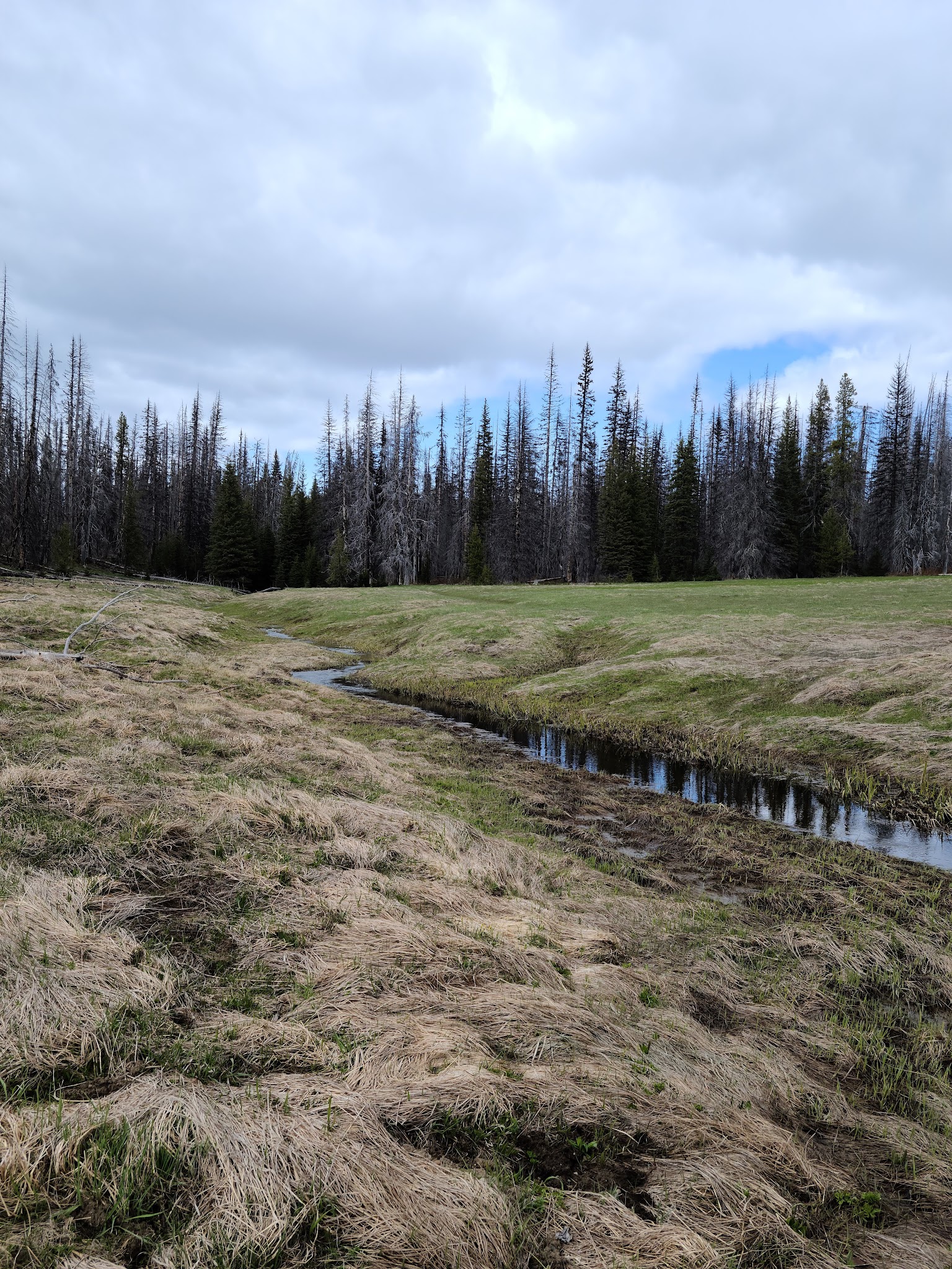 Ken Wilcox Campground At Haney Meadows