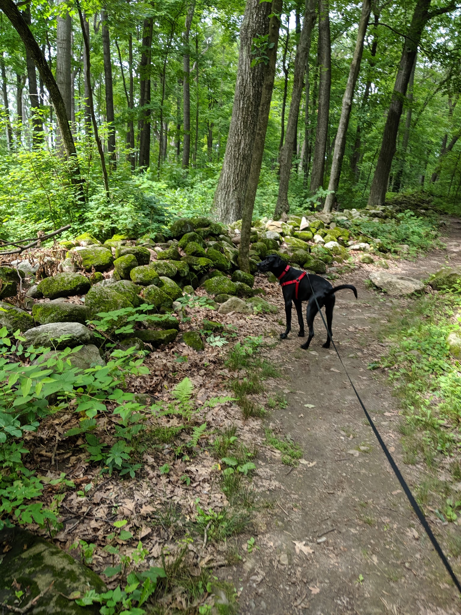 Kettle Moraine State Forest - Northern Unit