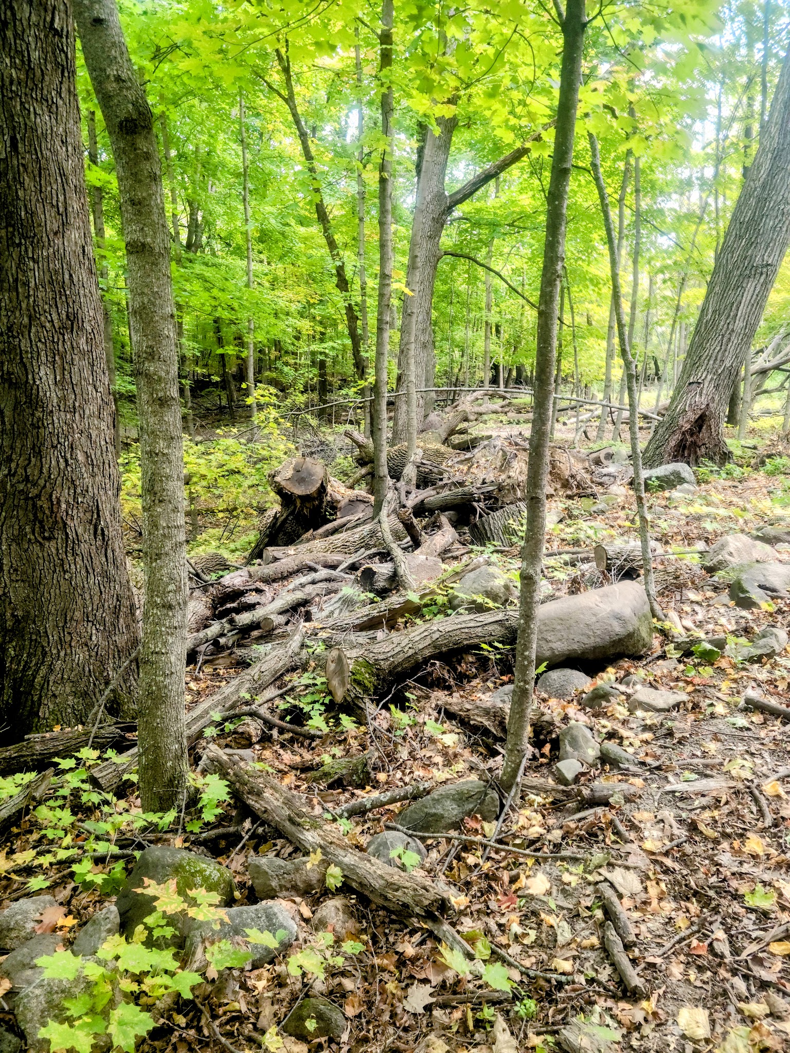 Kettle Moraine State Forest - Northern Unit