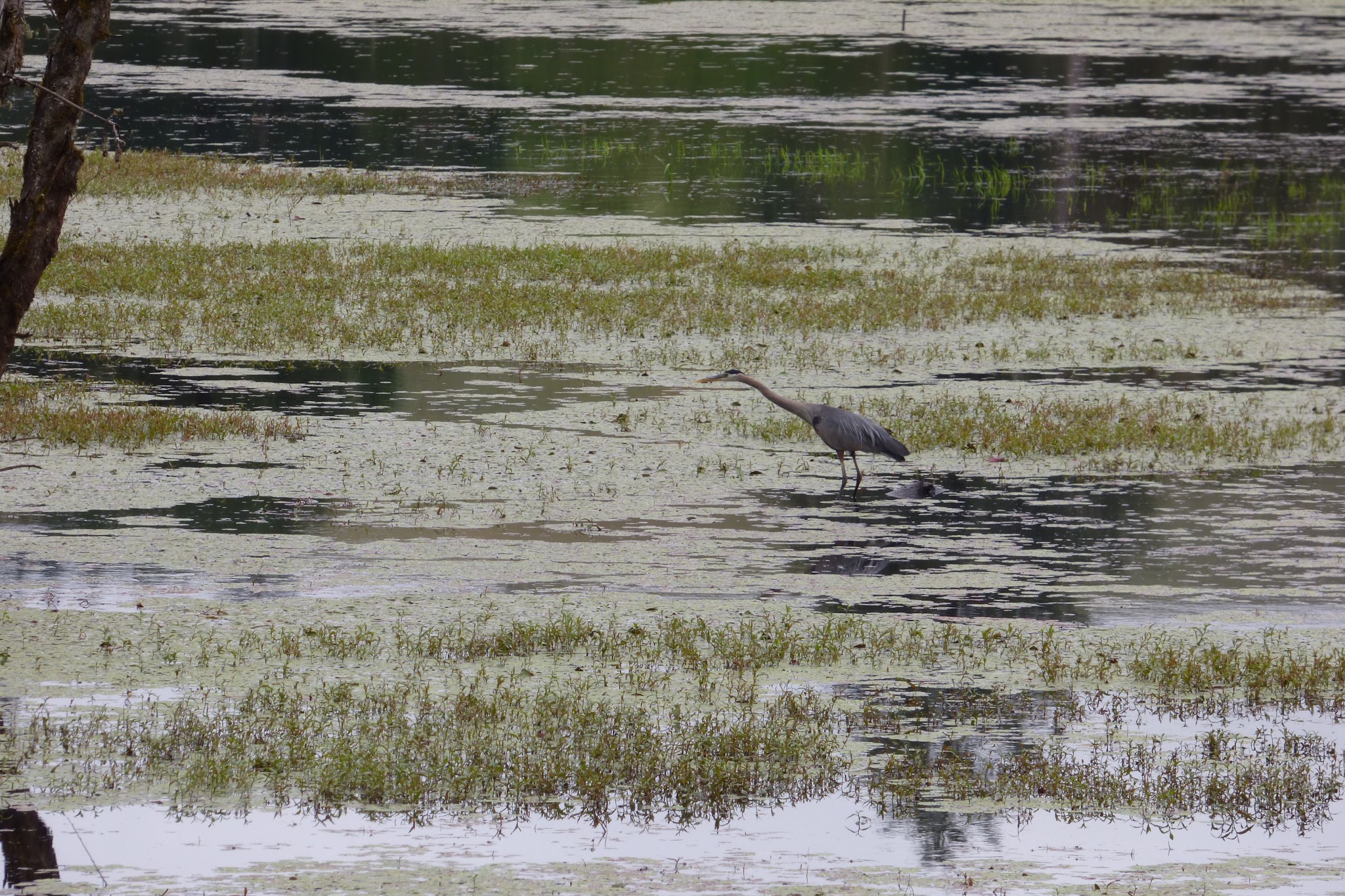 Killin Wetlands Nature Park Activities Campground