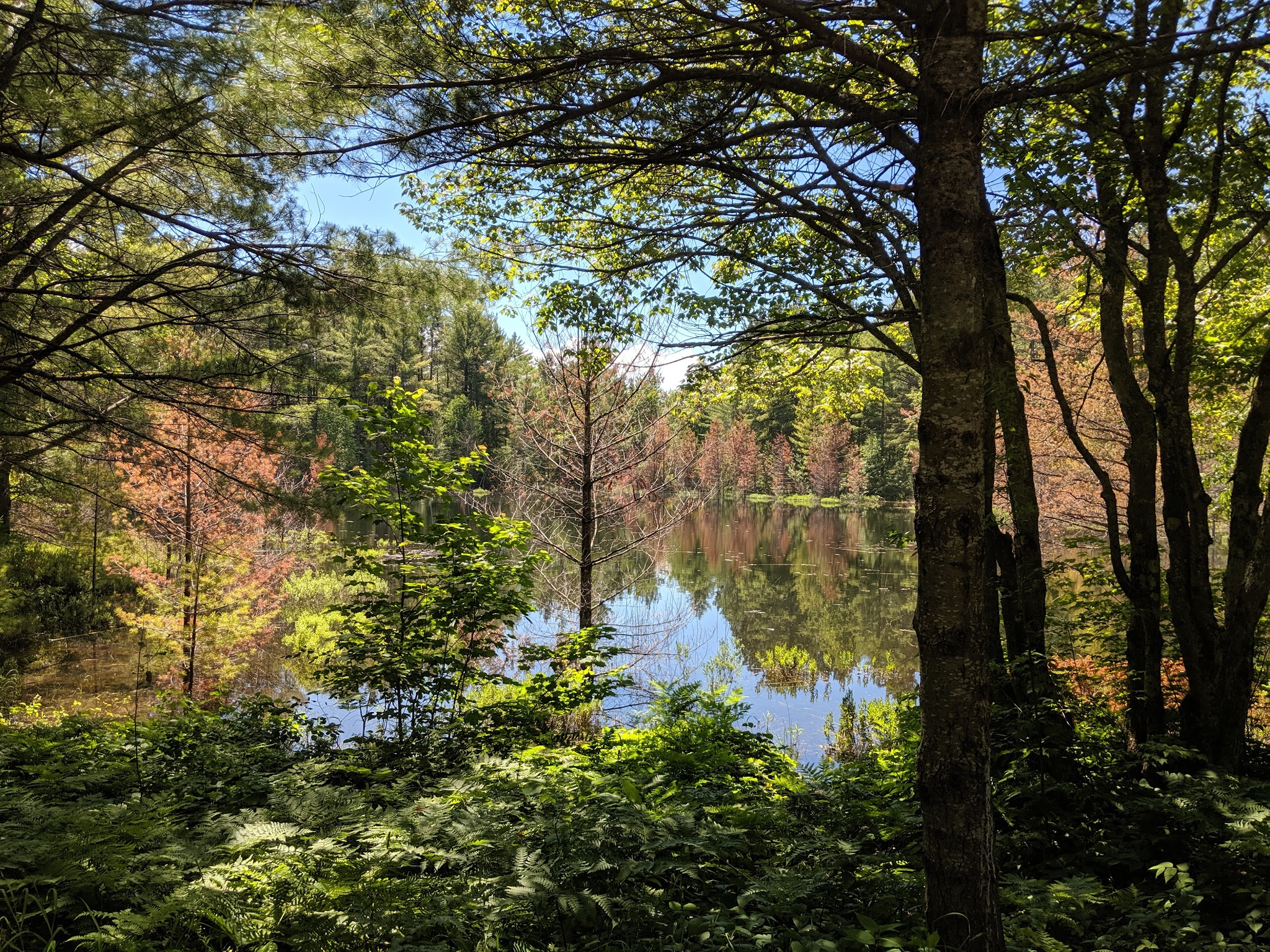 Kingston Lake State Forest Campground