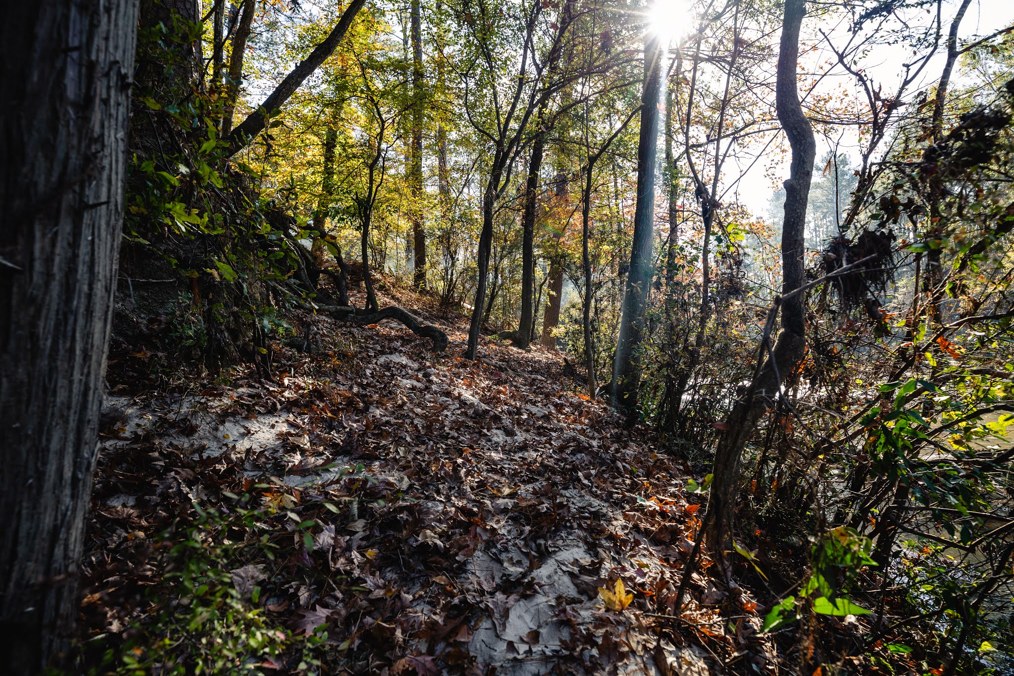 Kisatchie Bayou Recreation Area