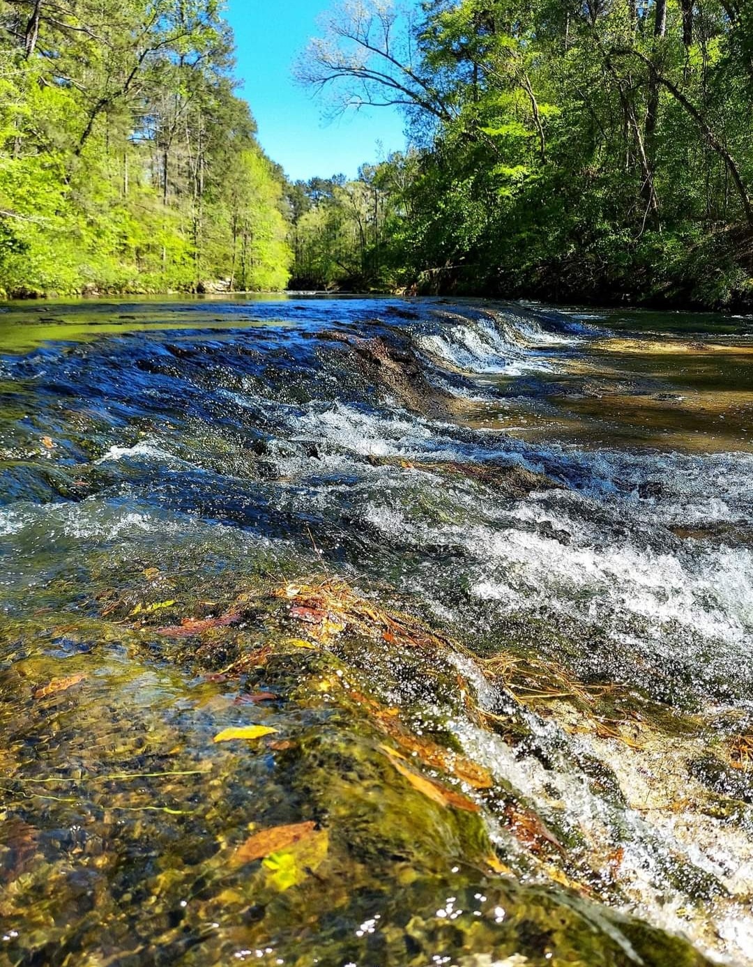 Kisatchie Bayou Recreation Area