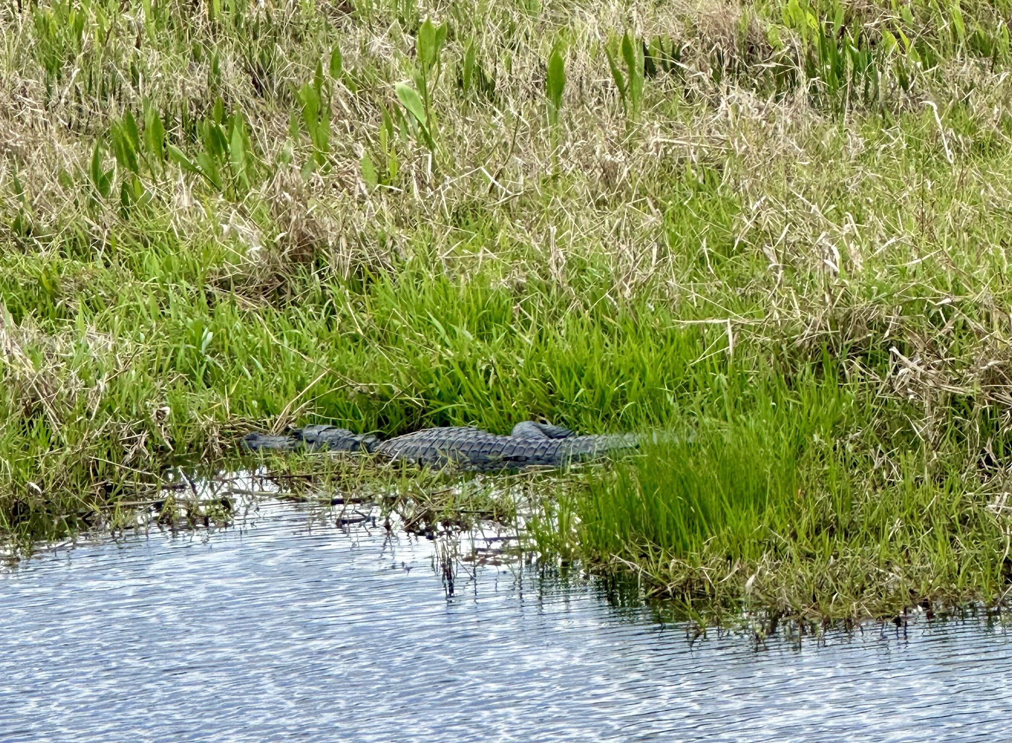 Kissimmee Prairie Preserve State Park Campground